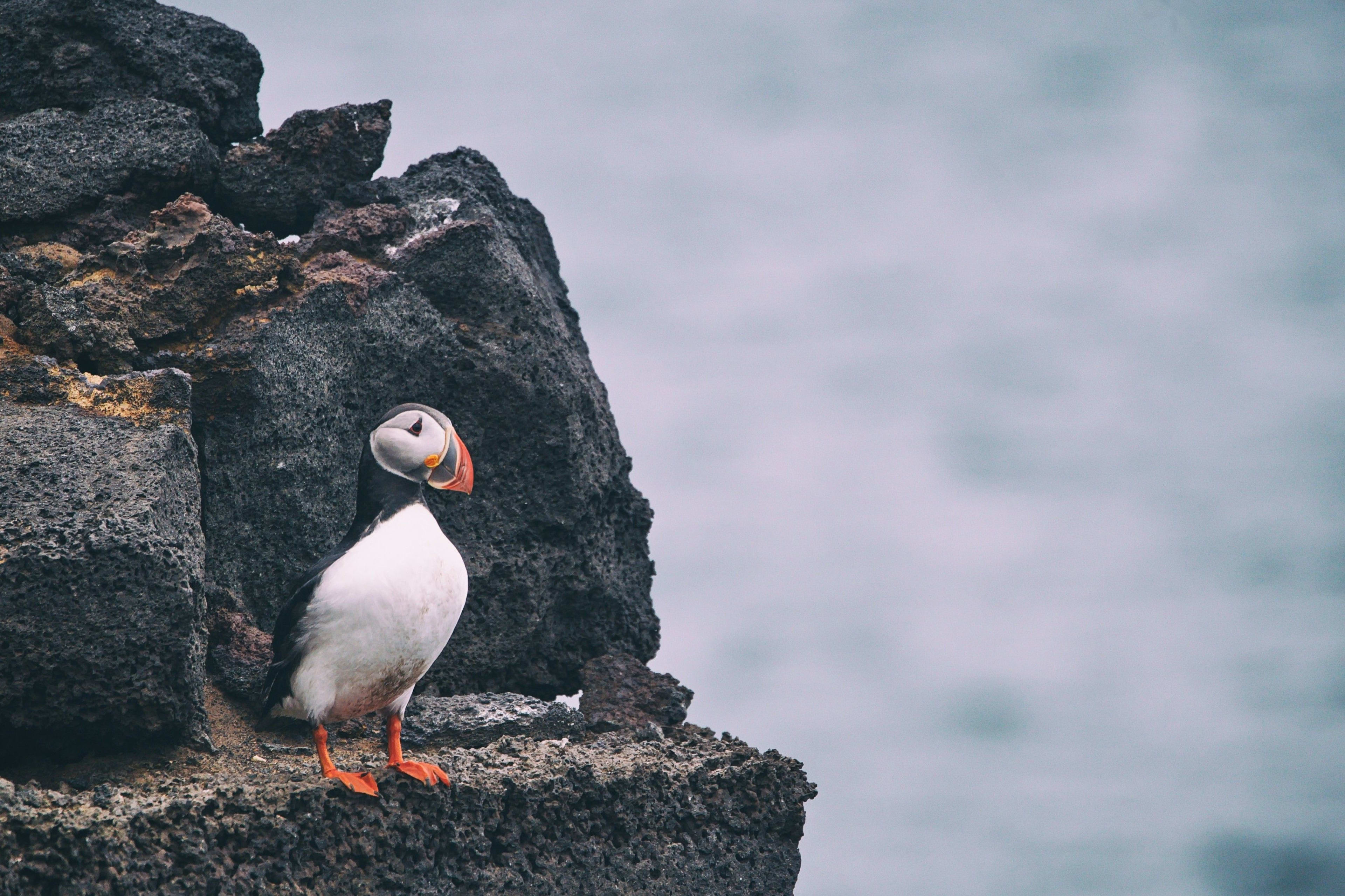 puffin on the westman islands volcano rock