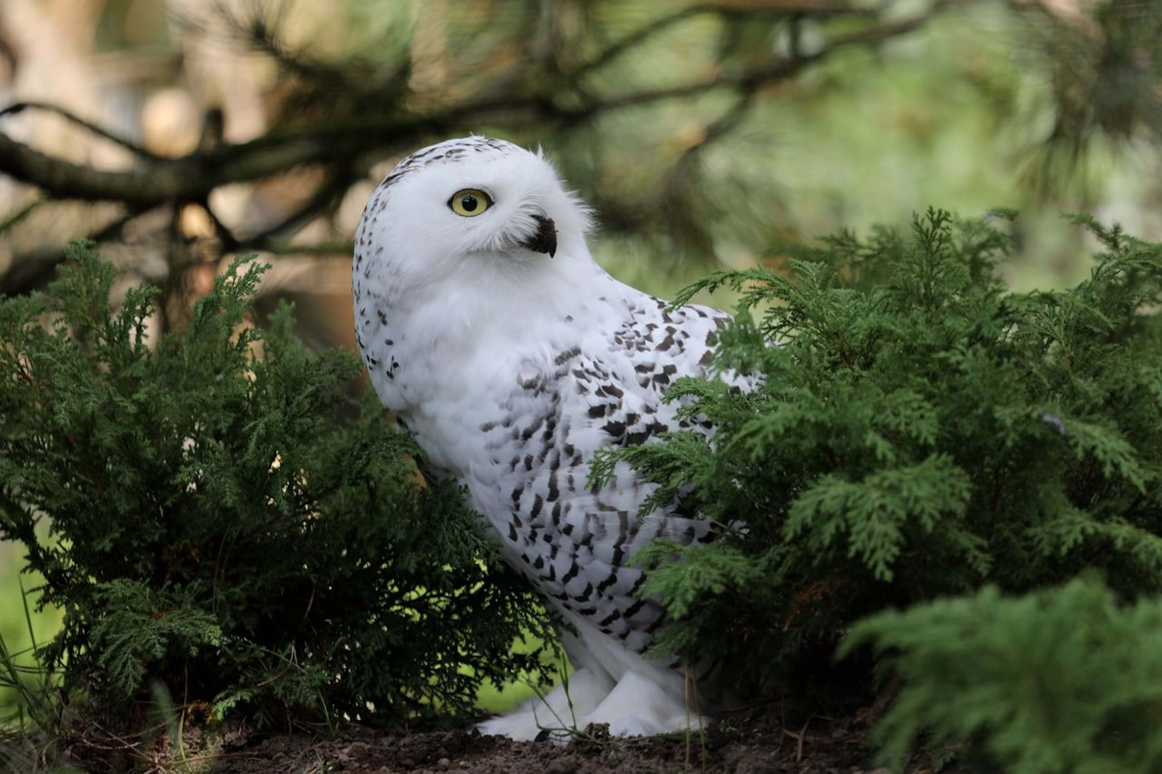 Snowy Owls1.jpg