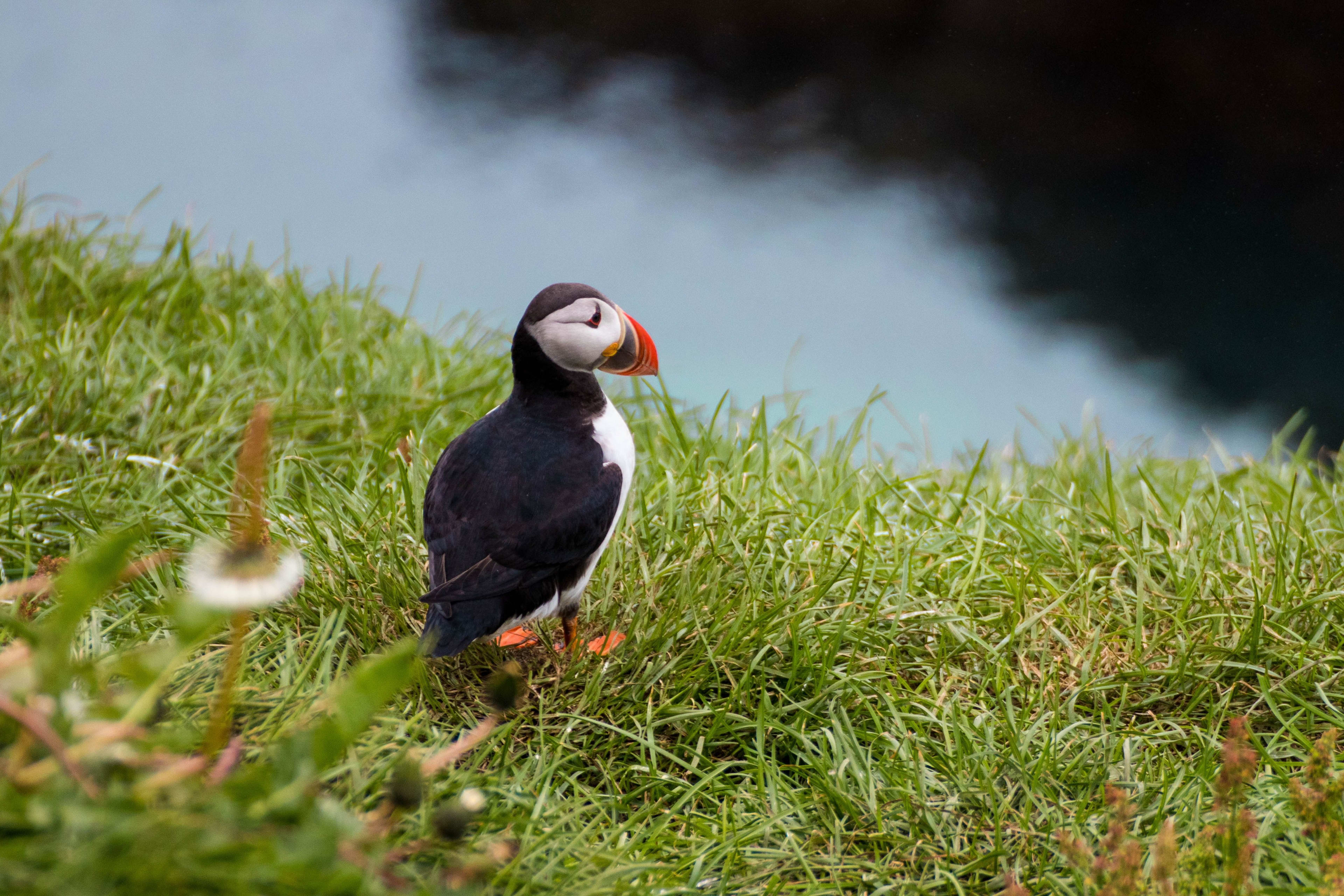 puffin in borgarfjordur eystri