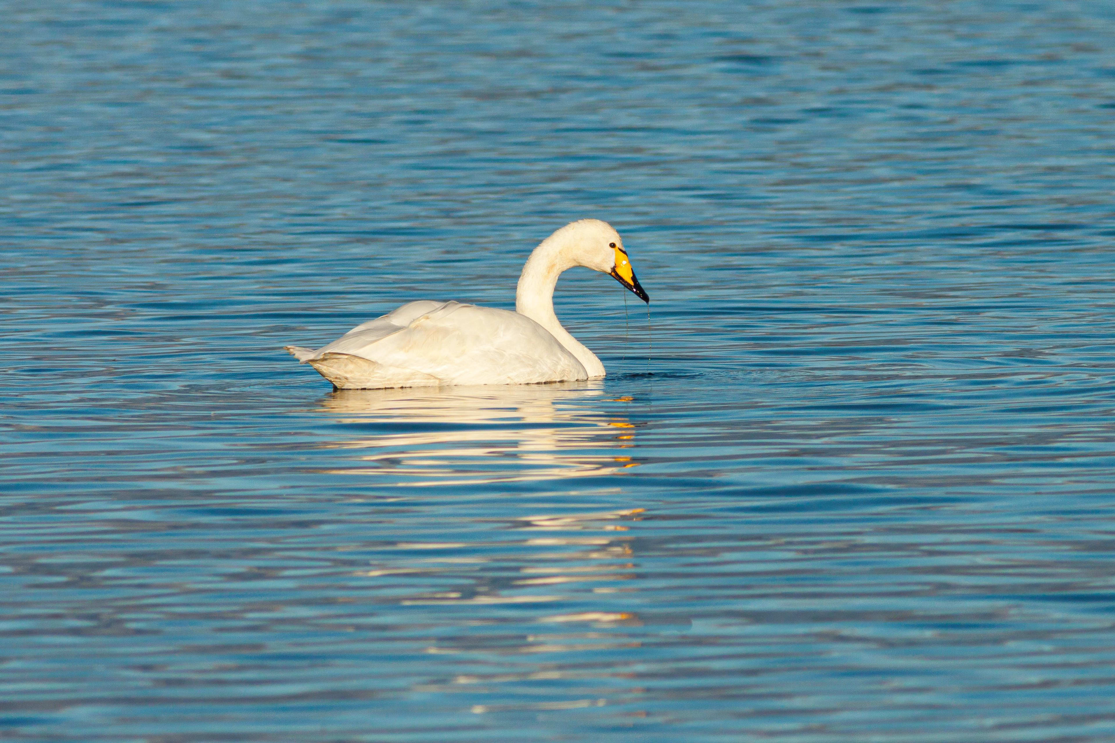 the whooper swan.jpg