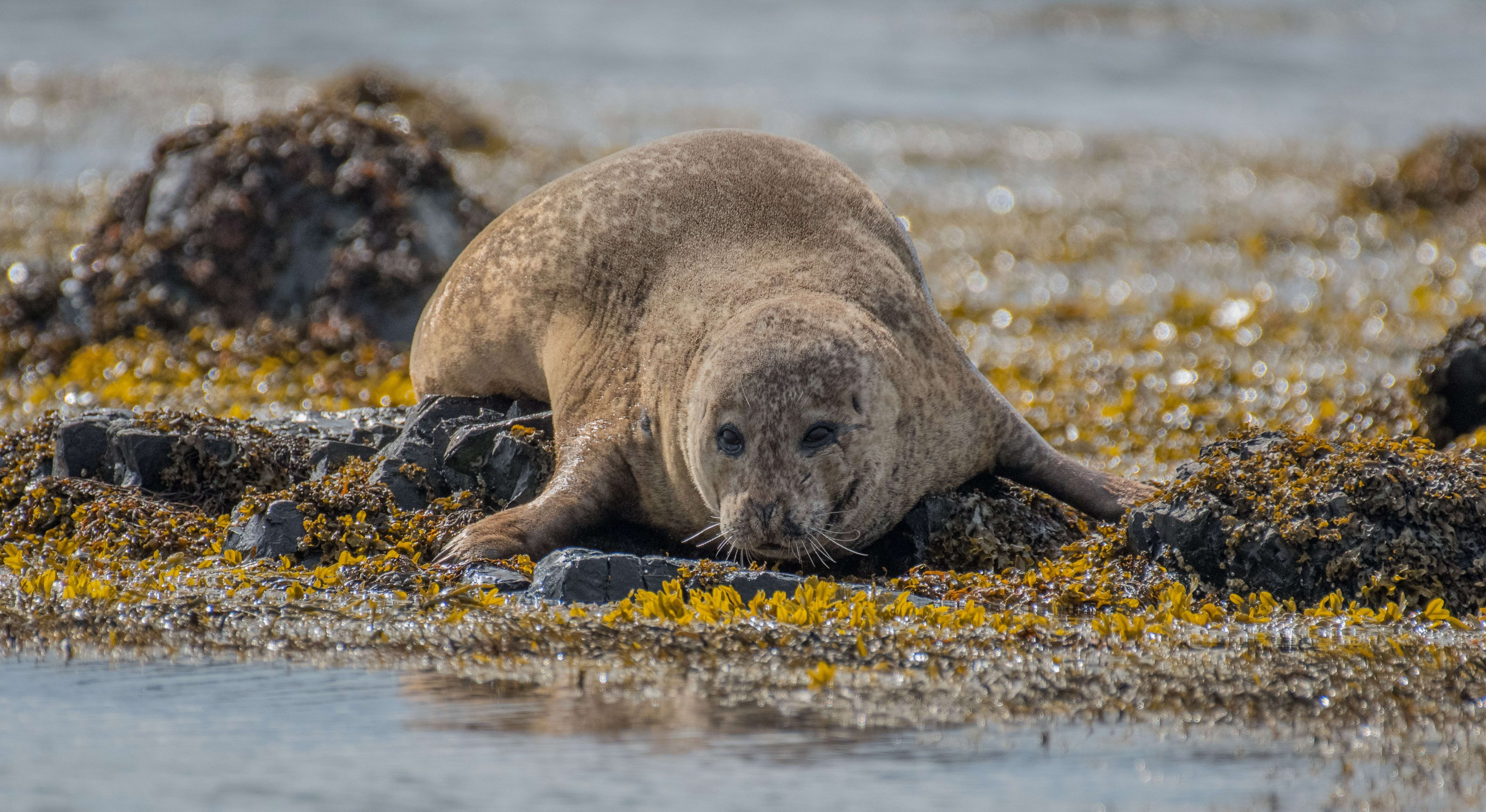 seal on the ytri tunga