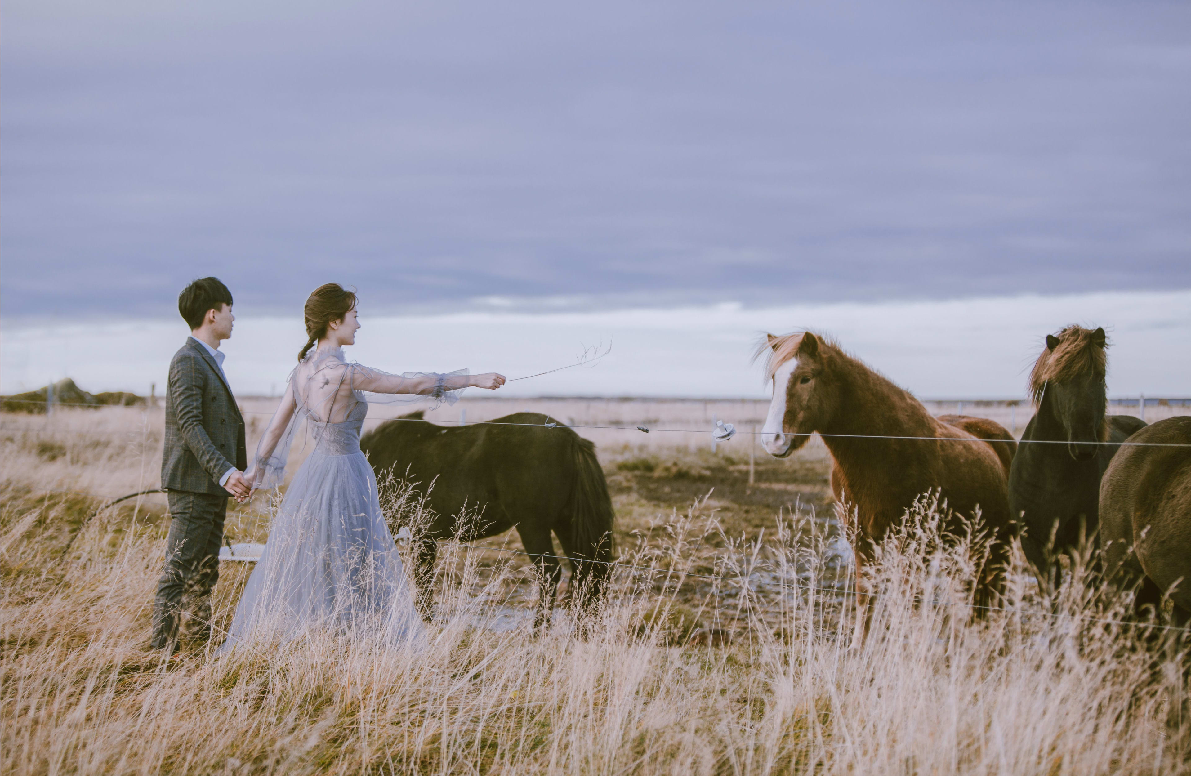 couple interact with icelandic horses