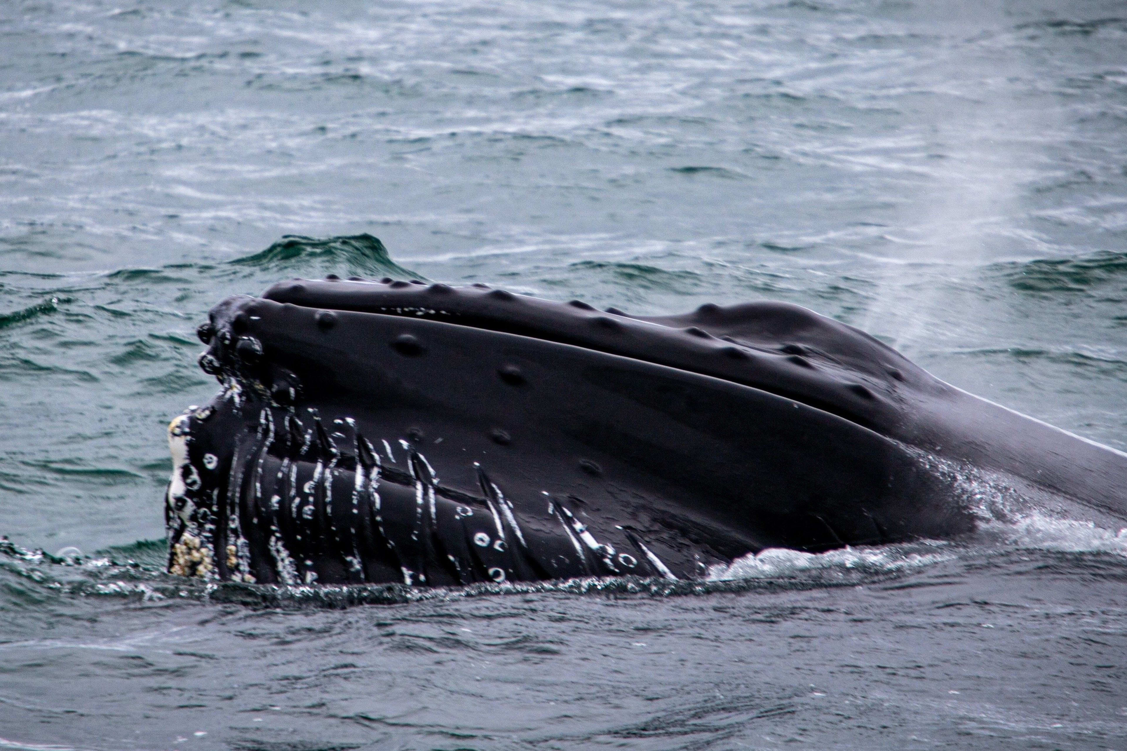 whale watching in the iceland sea