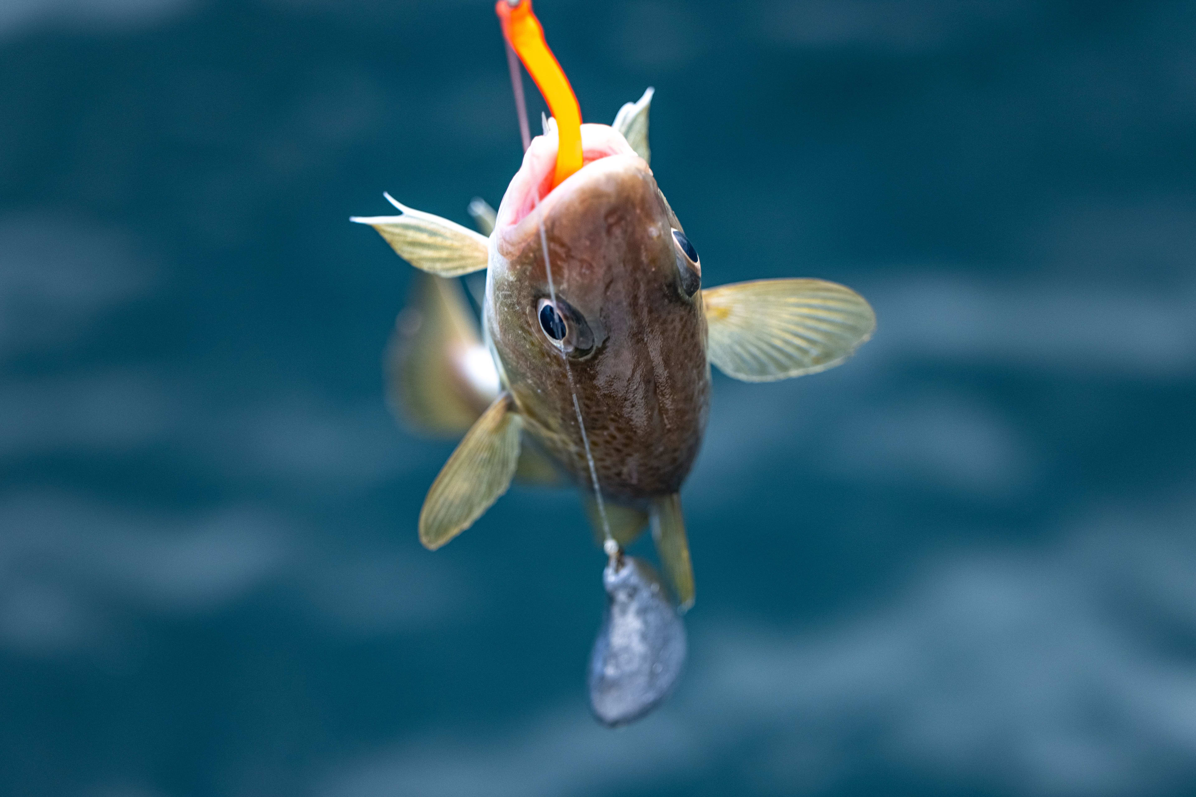 fish catching through sea angling