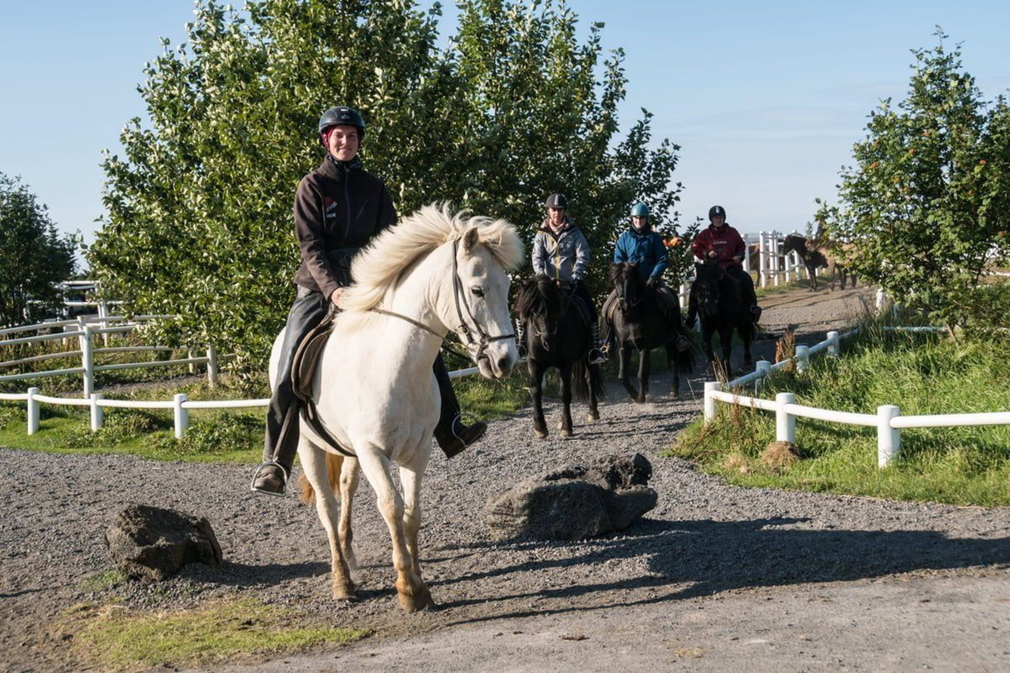icelandic horse riding set off