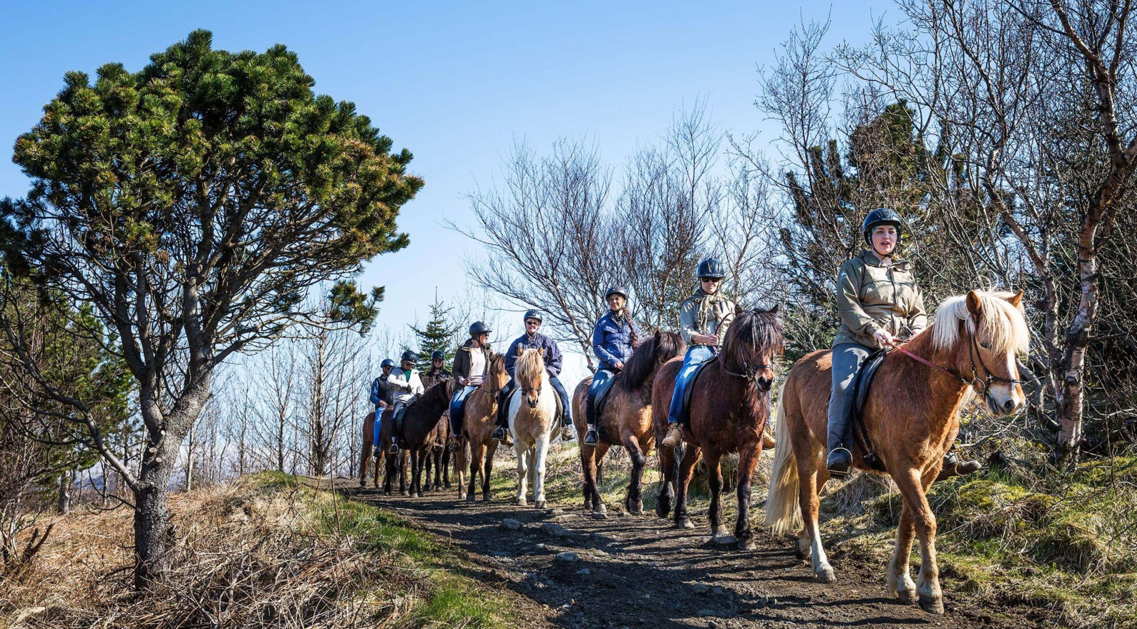 iceland lava field horse riding