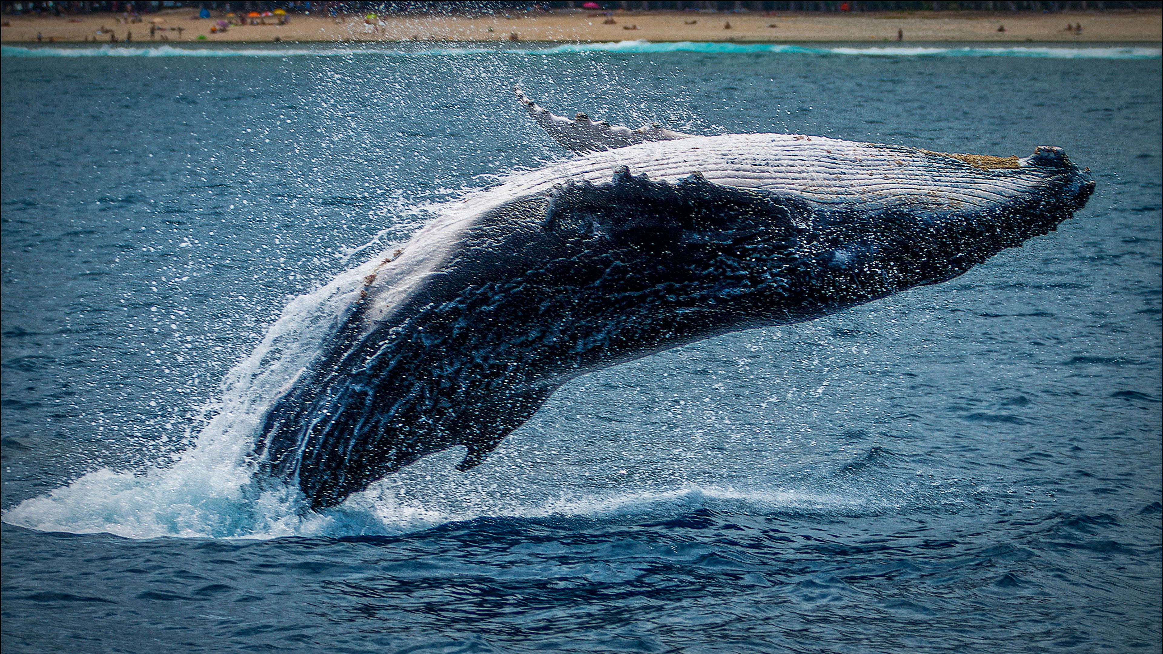 whale watching iceland