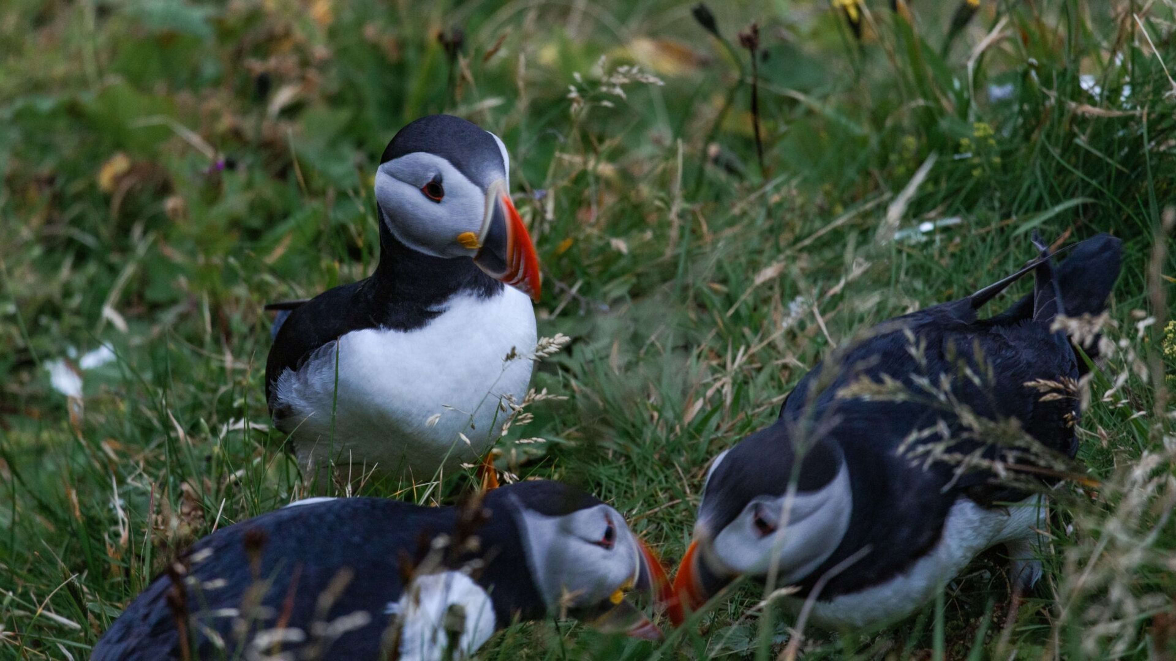 icelandic puffins in the grass