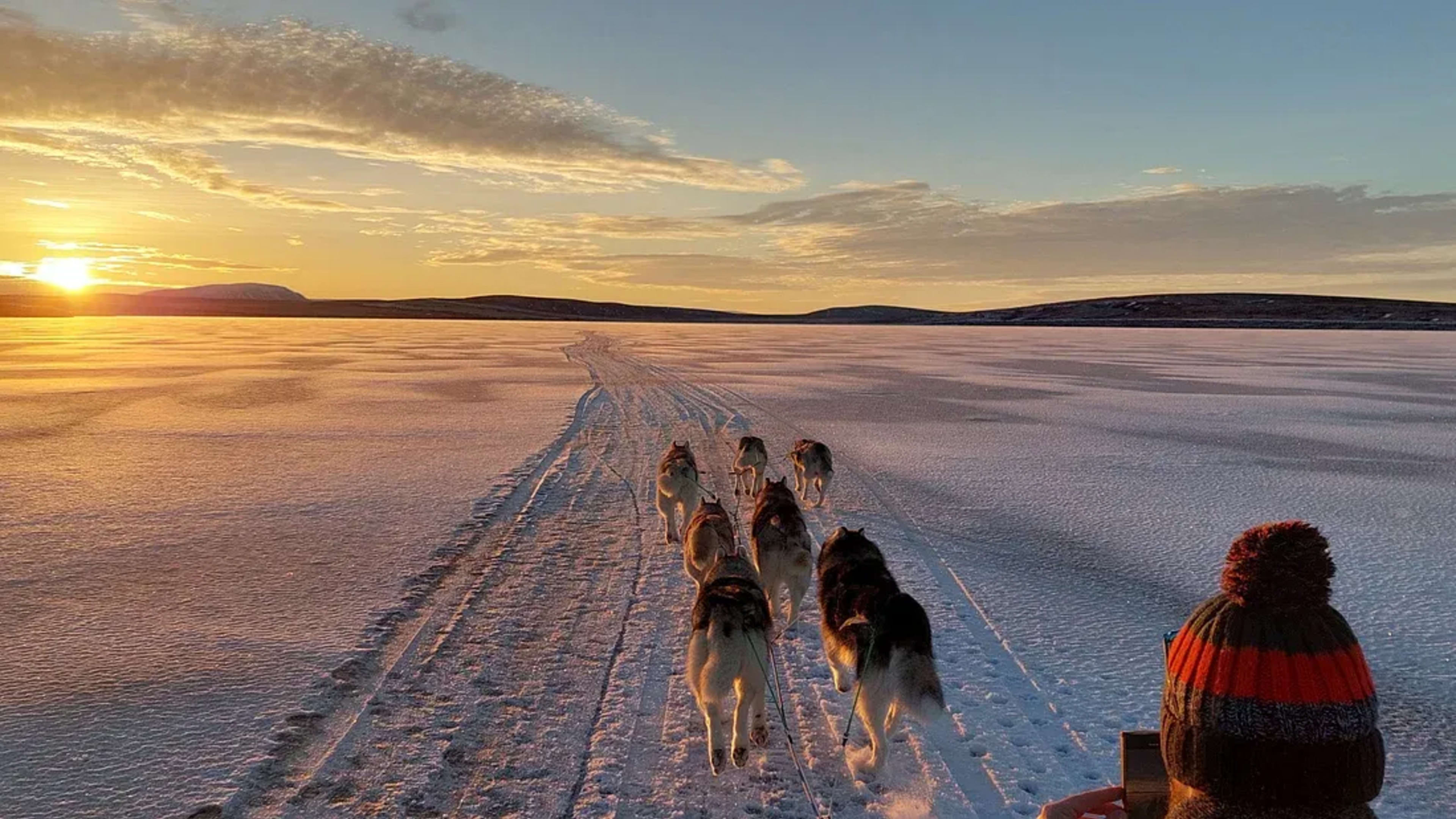 dog sledding at sunset