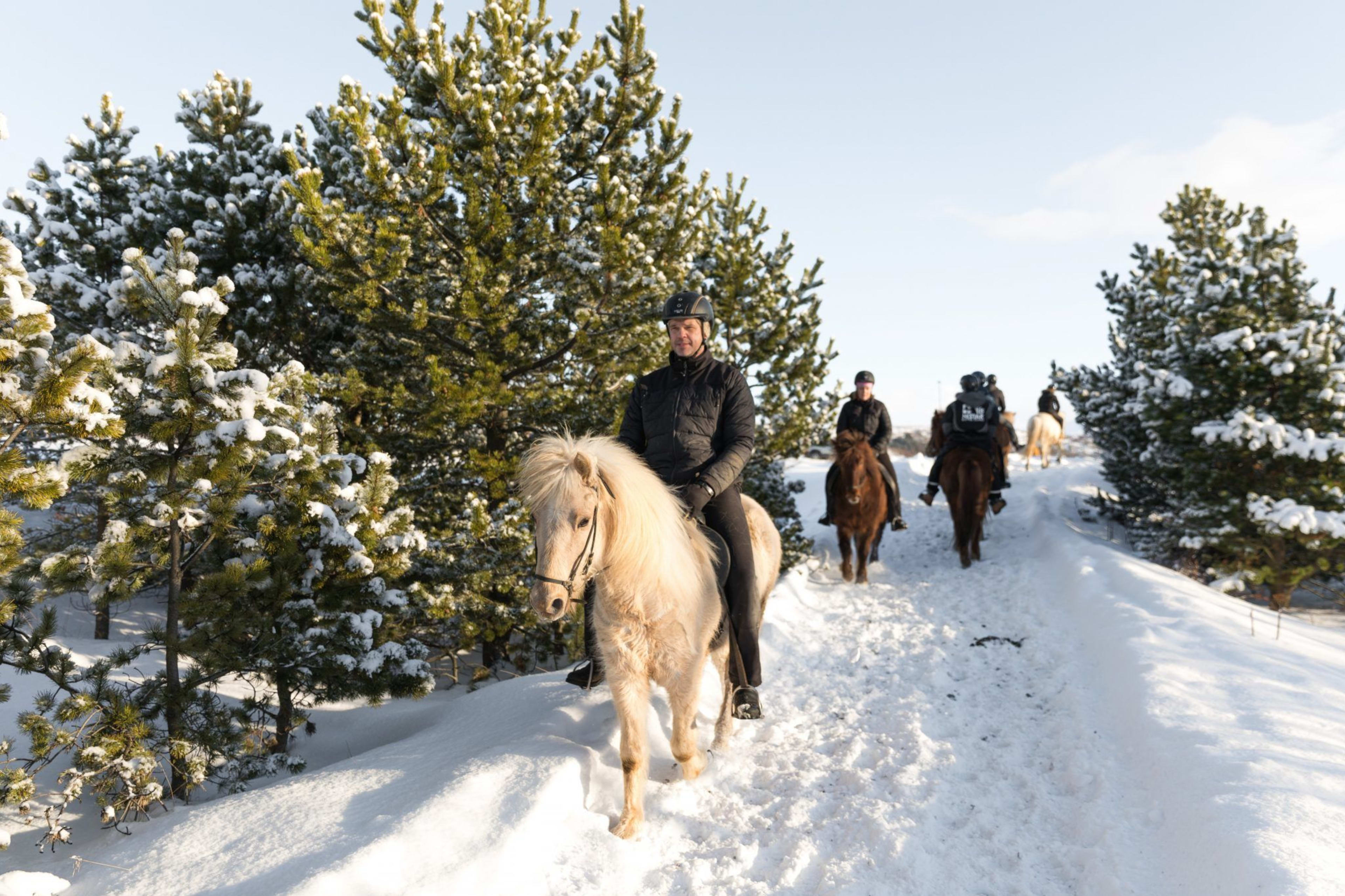 lava field icelandic horseback riding in snowy winter