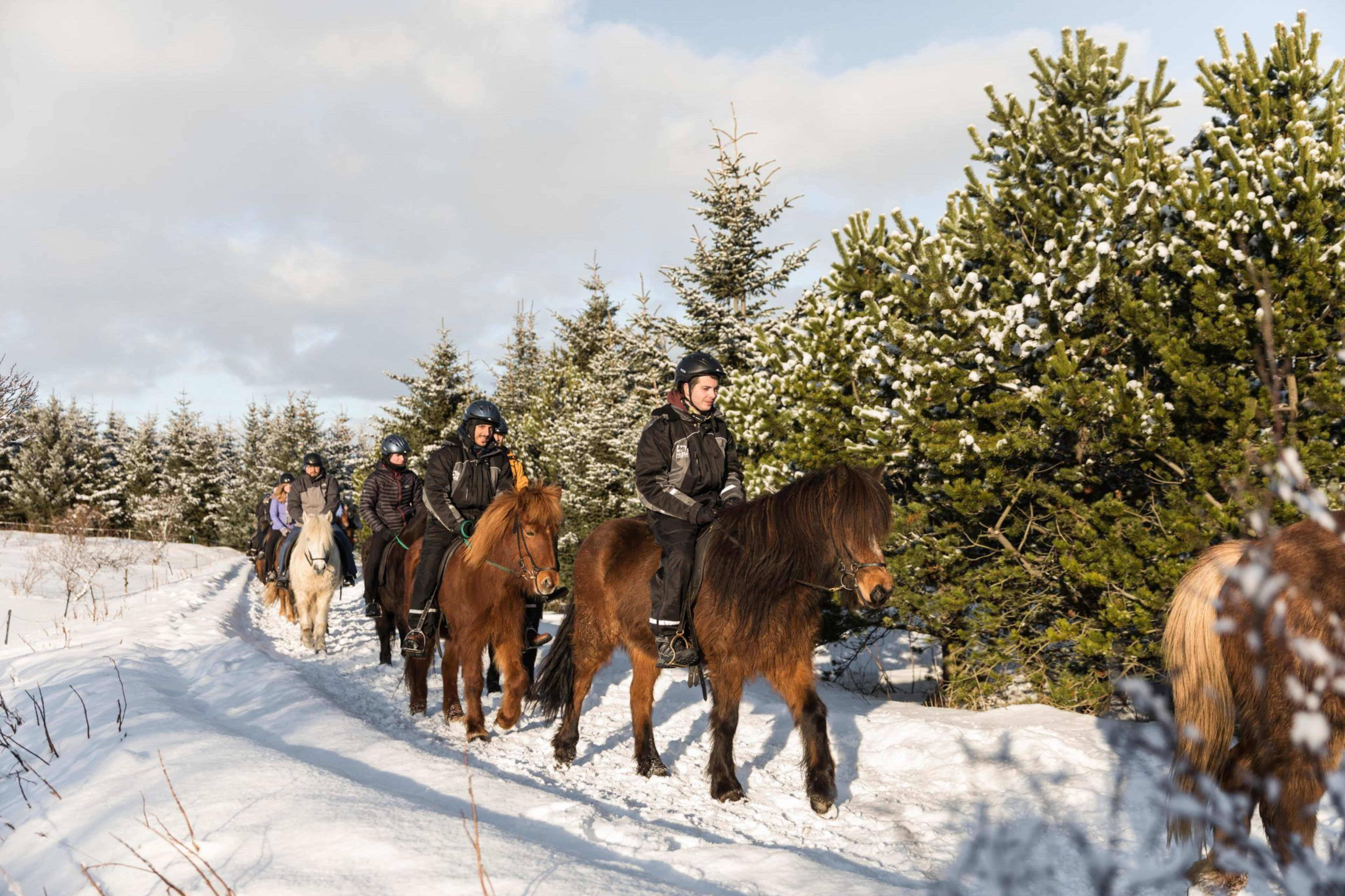 winter icelandic horse riding in lava field