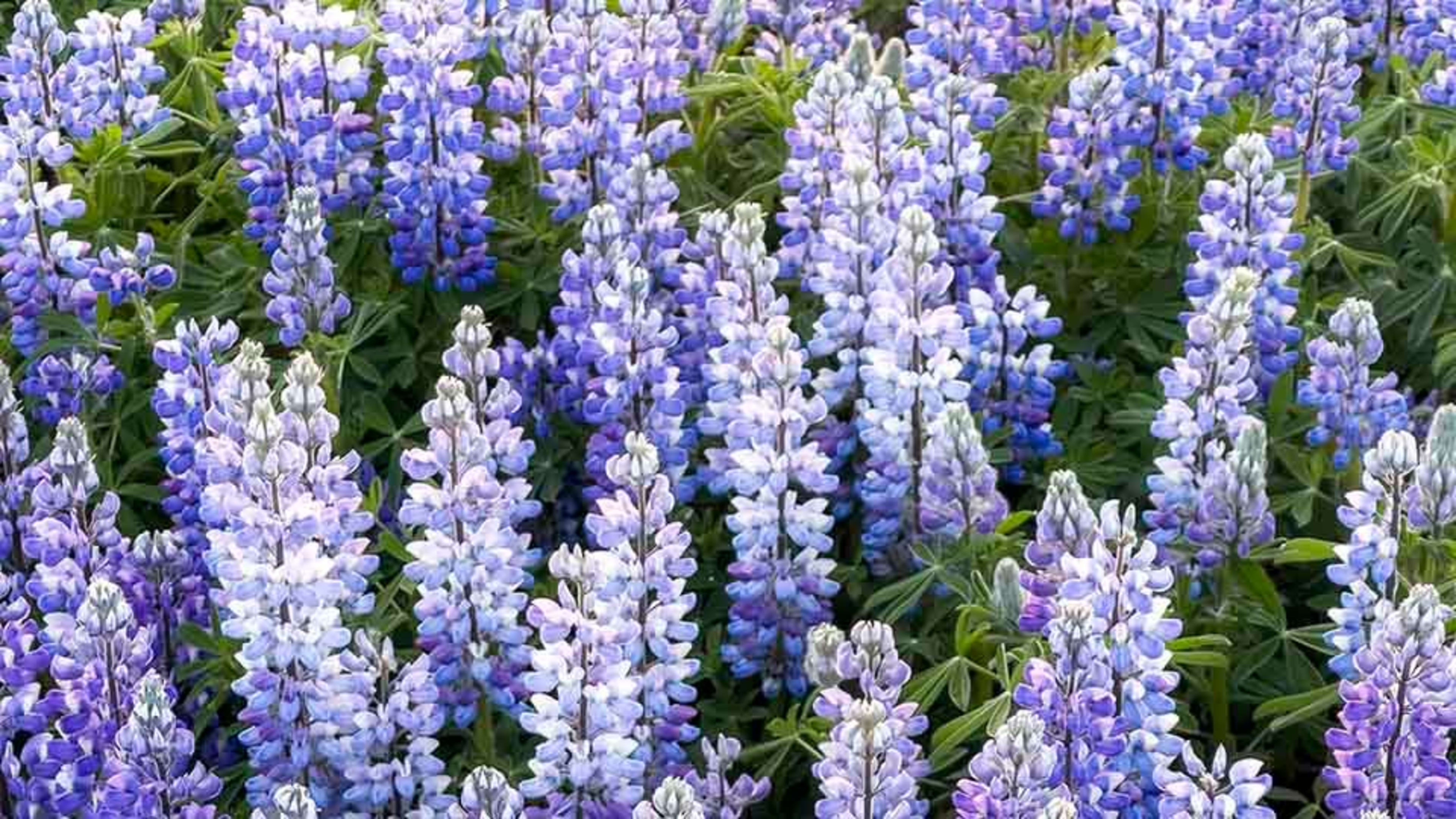 lupins in iceland