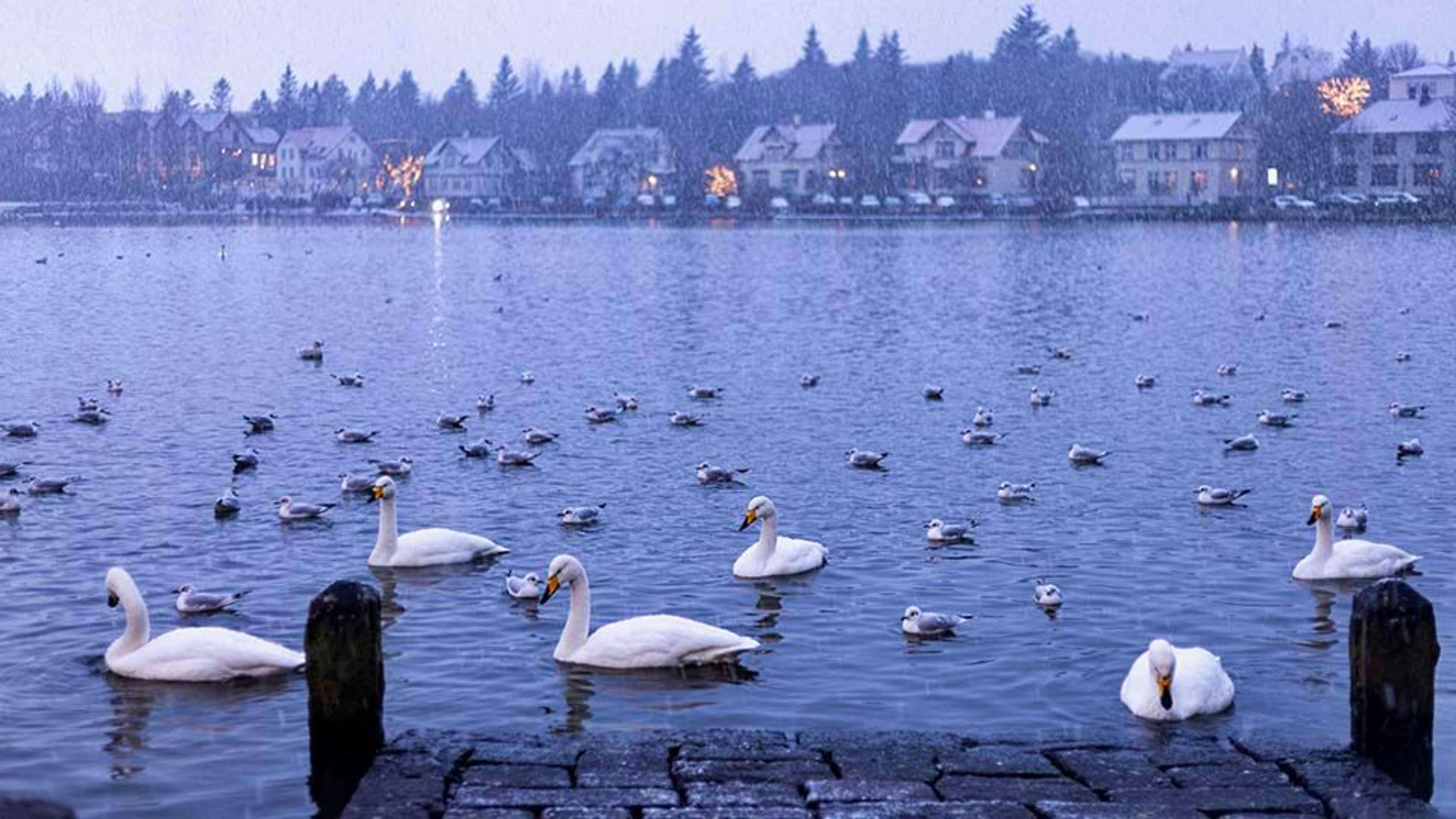 swans in tjornin lake