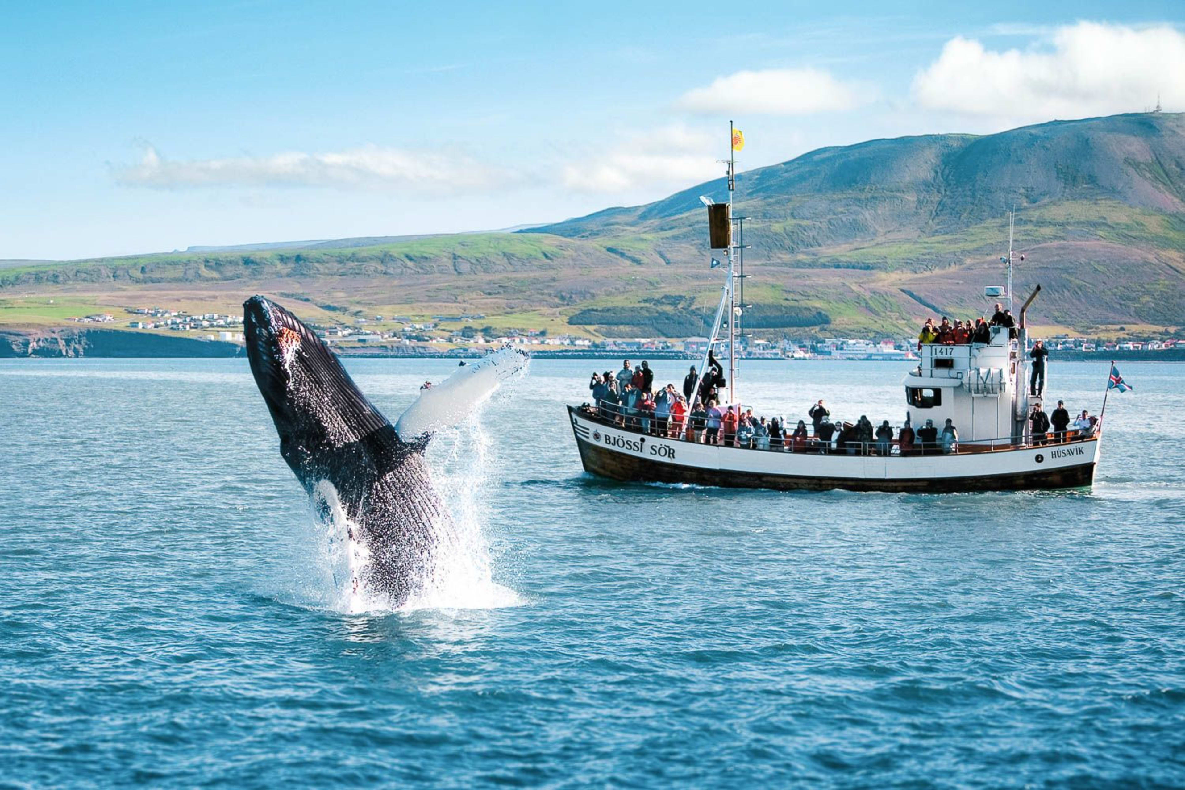 classic breaching humpback whale watching with husavik in the background