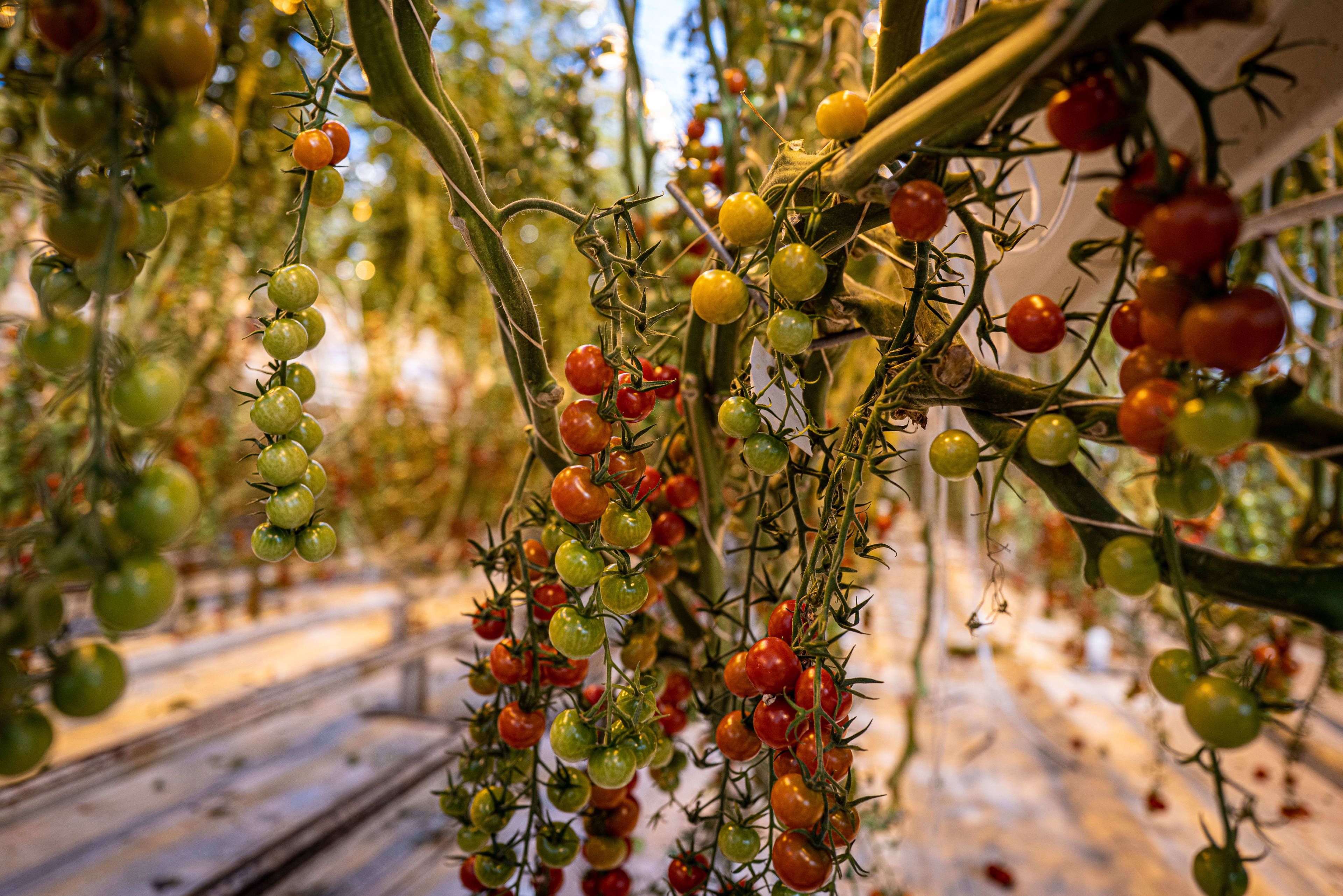 tomatoes in Fridheimar