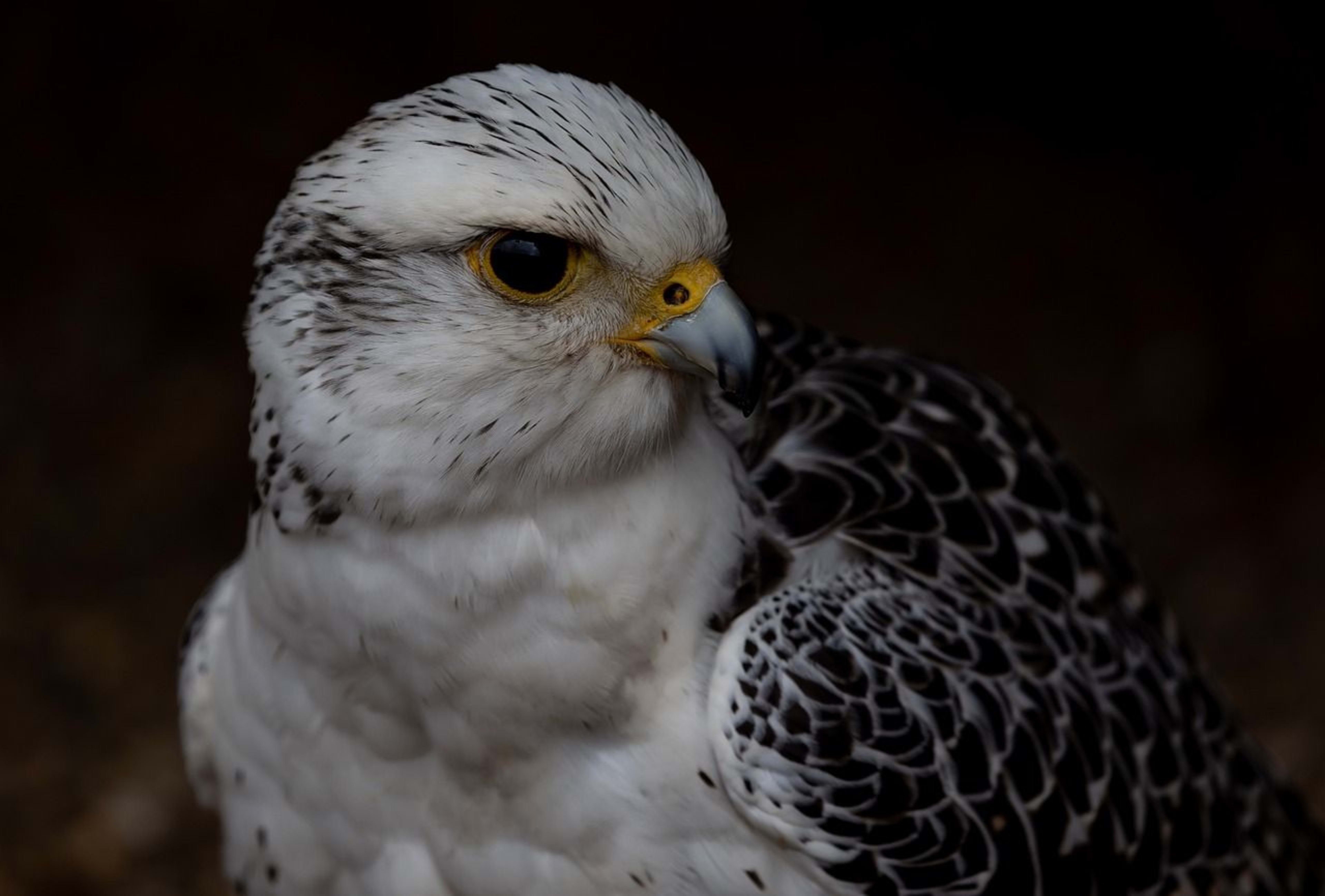 Gyrfalcon1.jpg