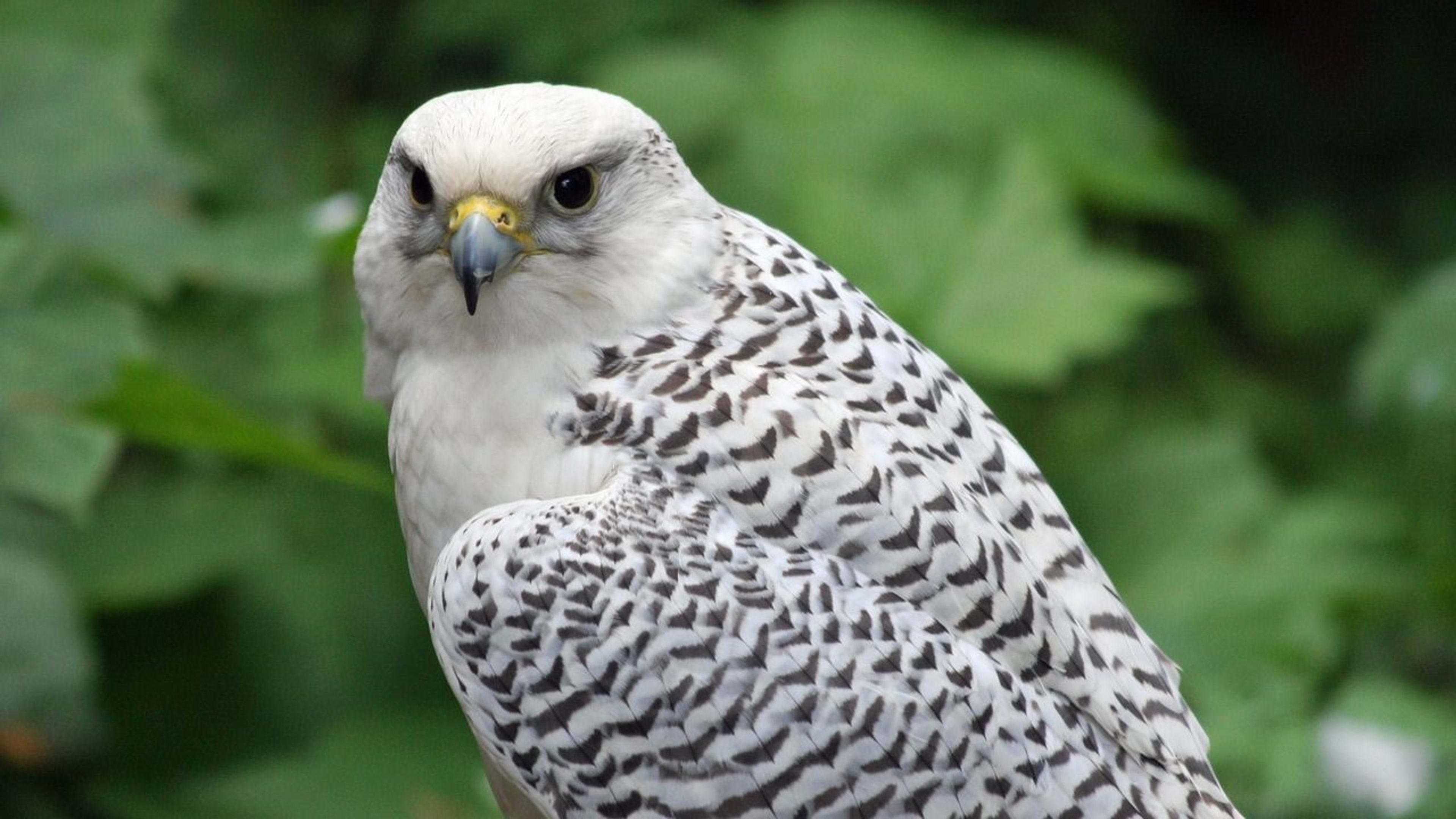 Gyrfalcon.jpg