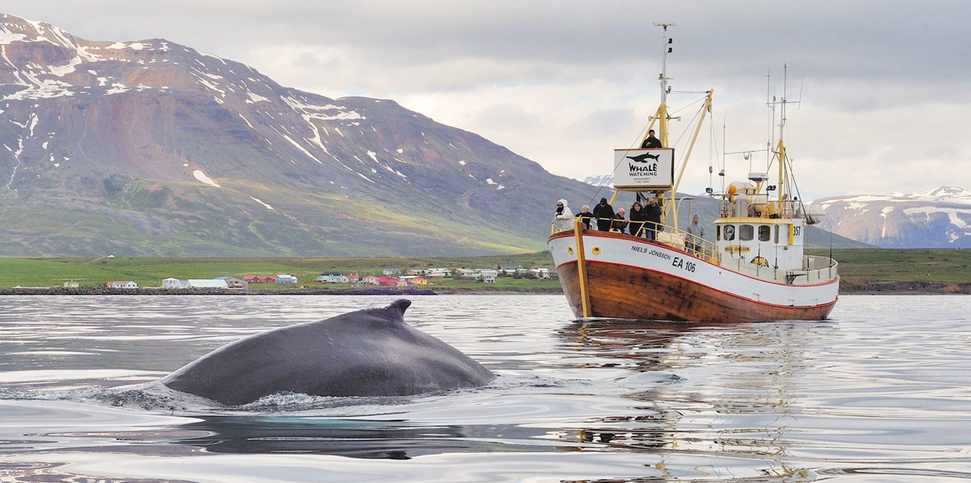 Hauganes whale watching with beautiful seashore