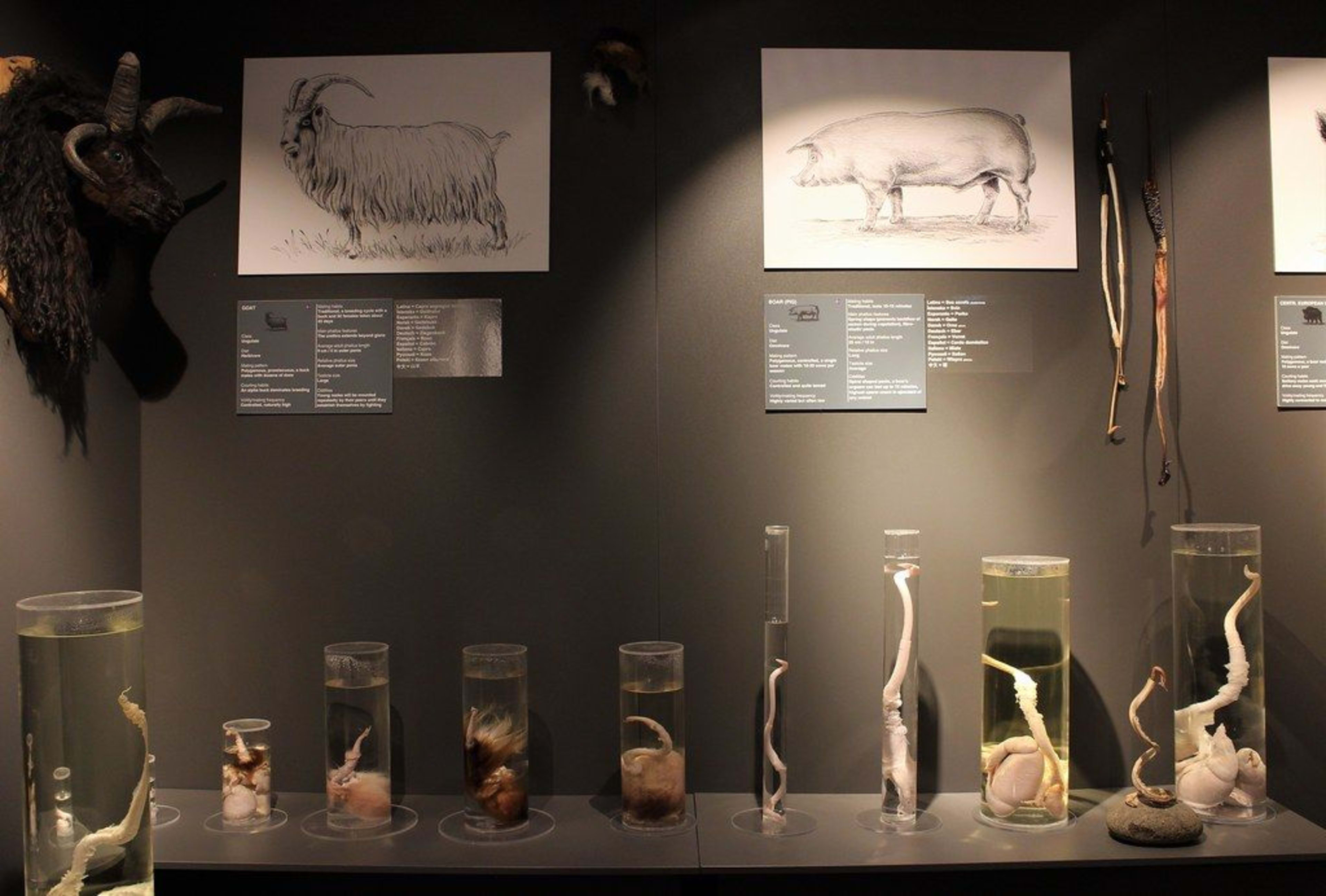 Icelandic Phallological Museum Animal Penises