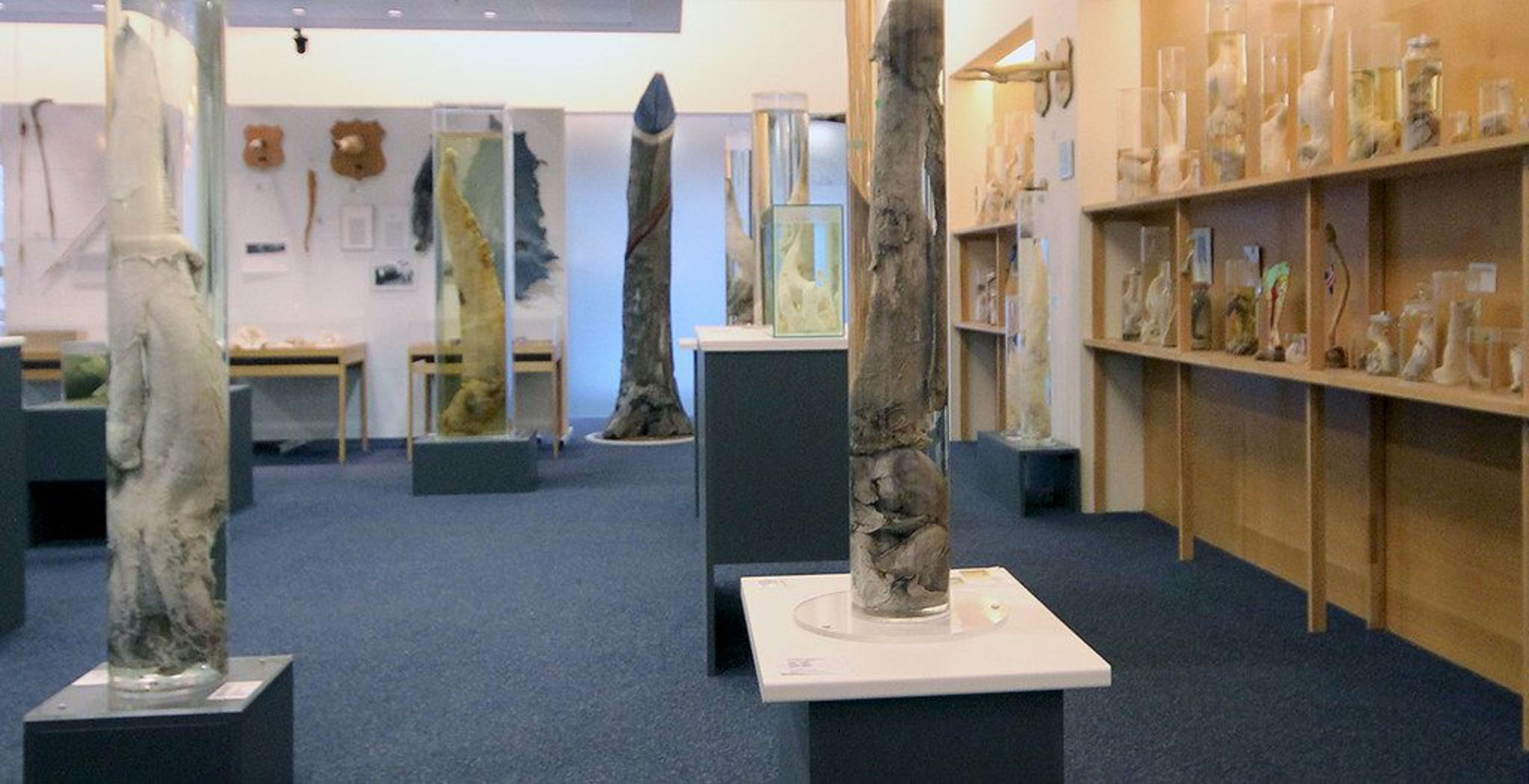 Icelandic Phallological Museum Interior