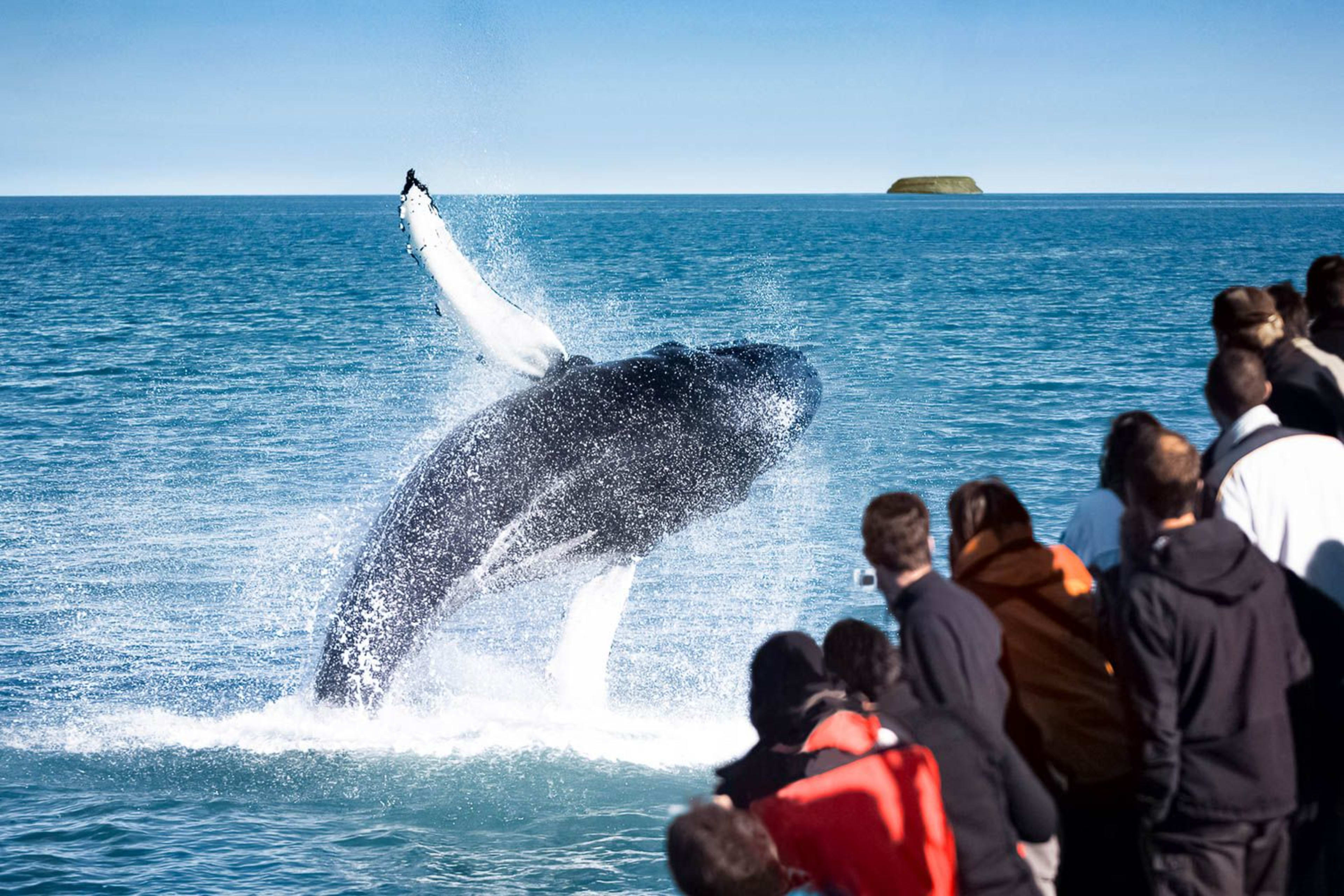 husavik jumping humpback whale by puffin island