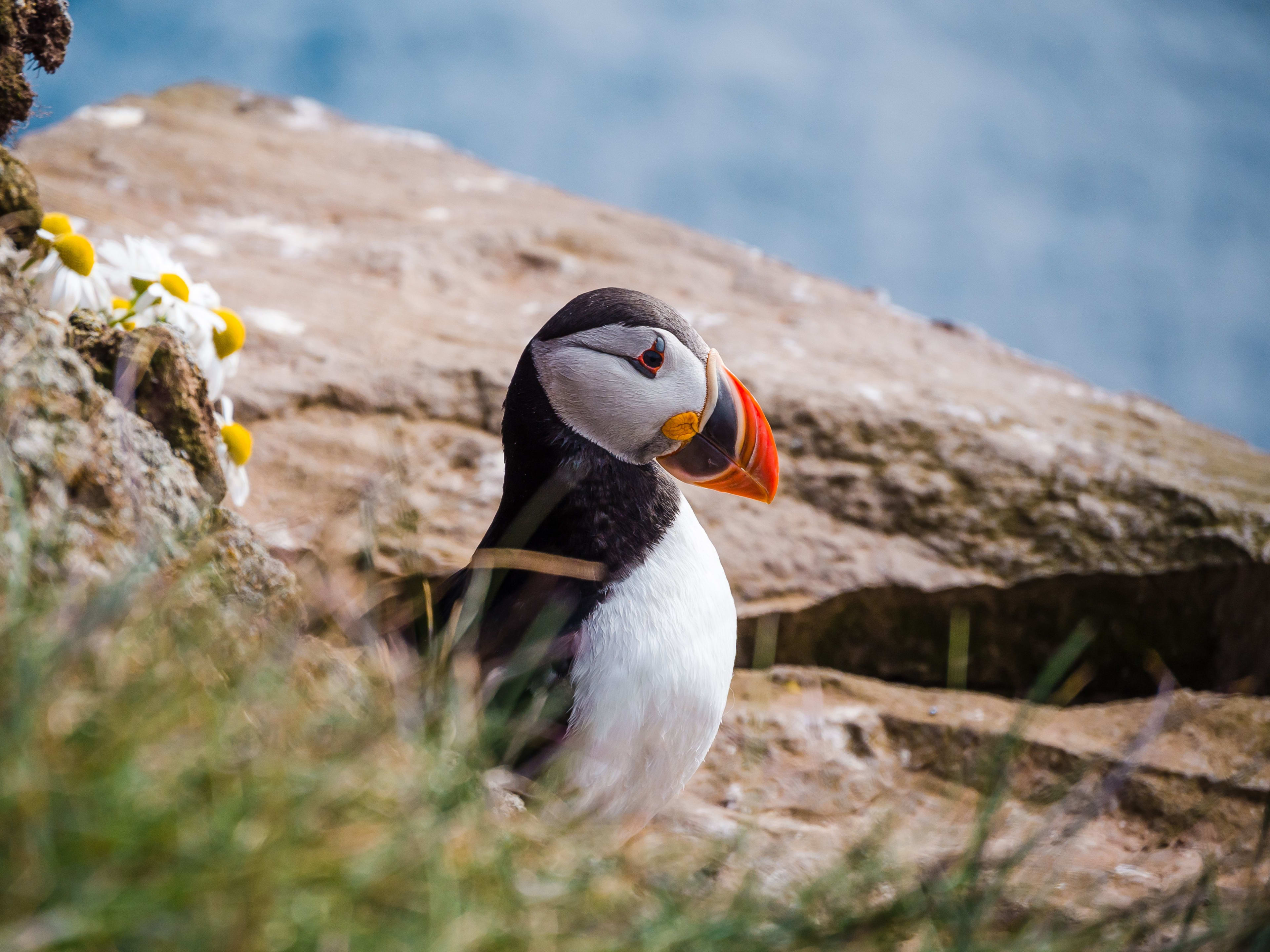 puffin on Latrabjarg