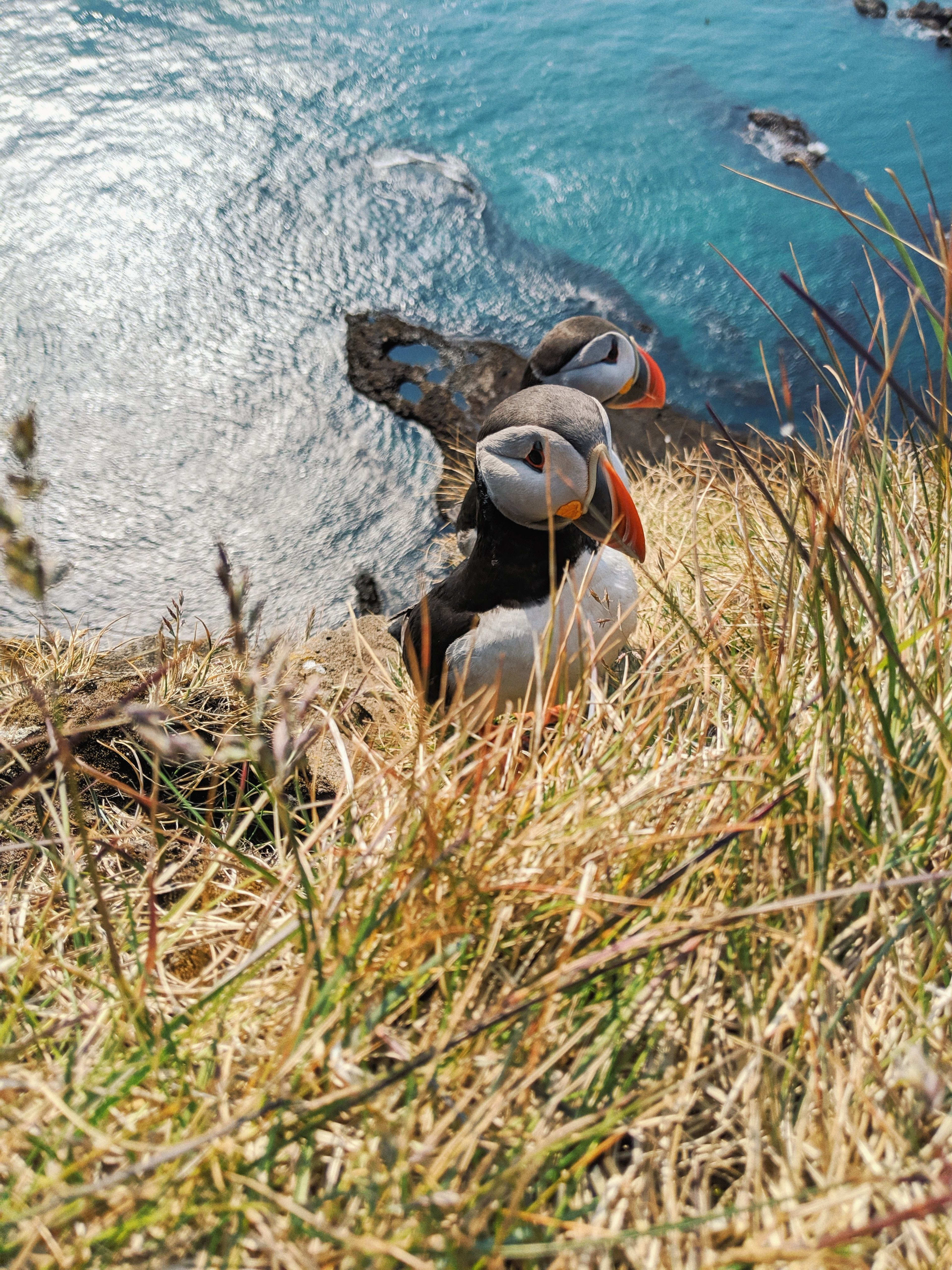 Latrabjarg puffin1.jpg