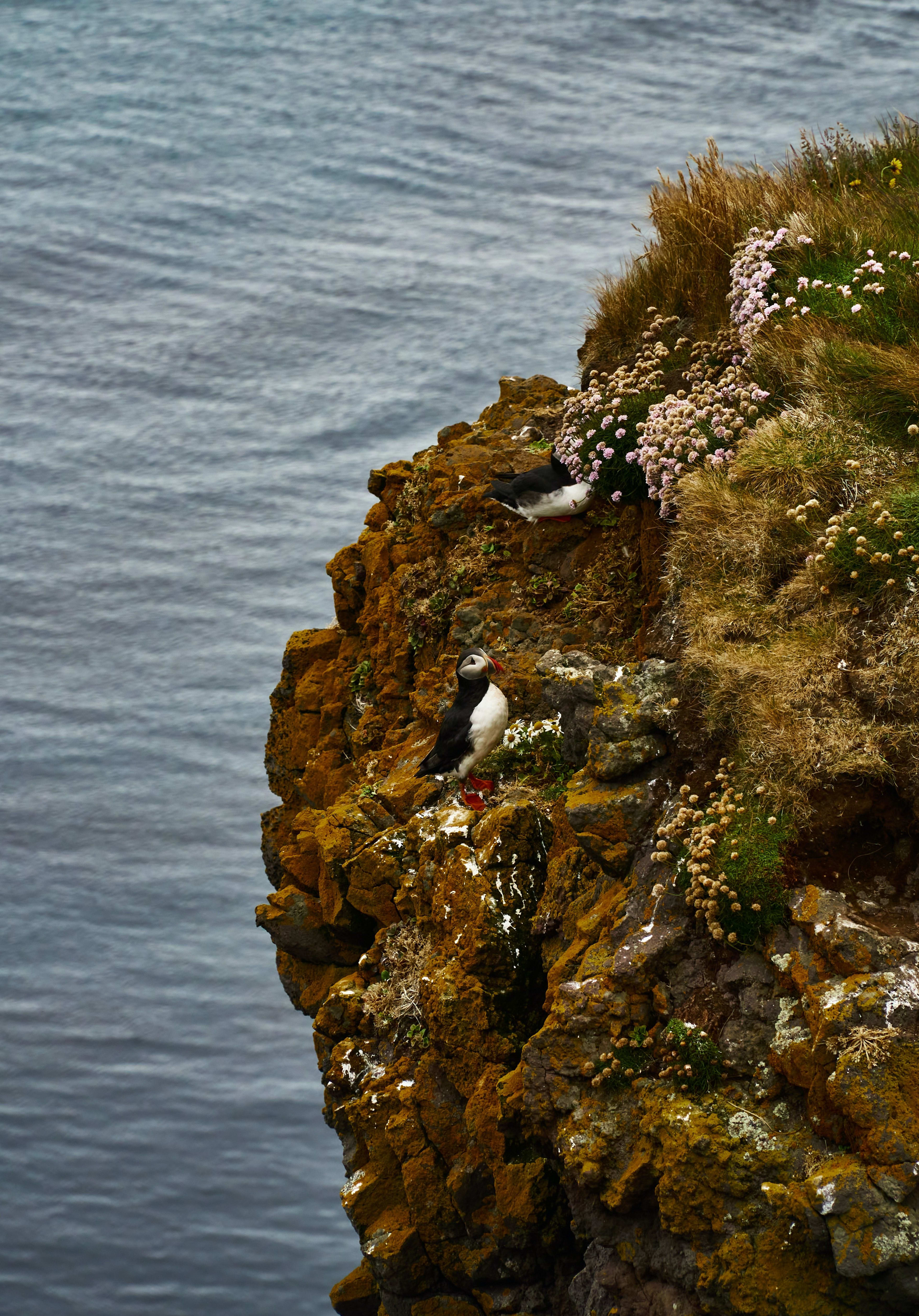 Latrabjarg puffin.jpg