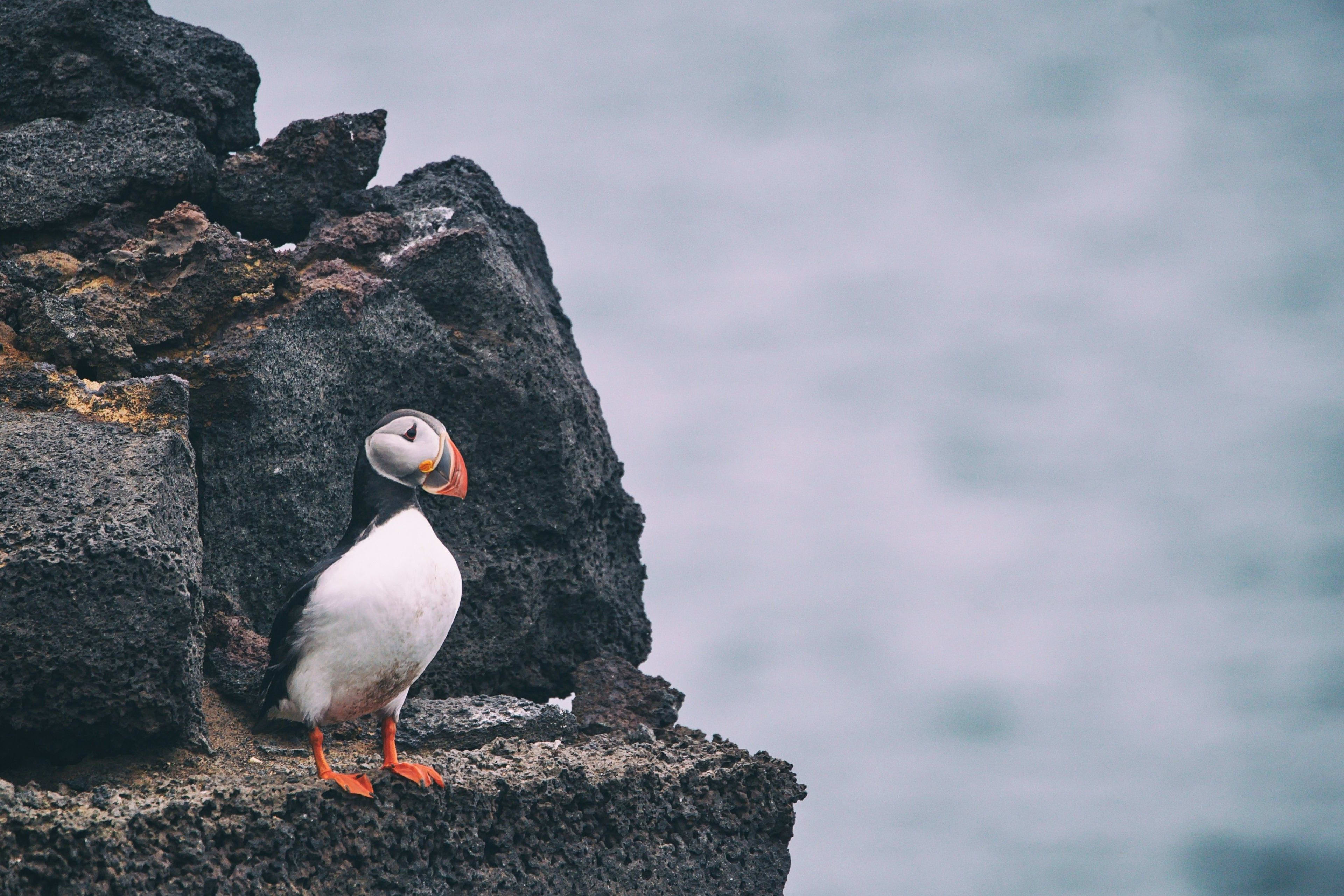 puffin on the westman islands volcano rock