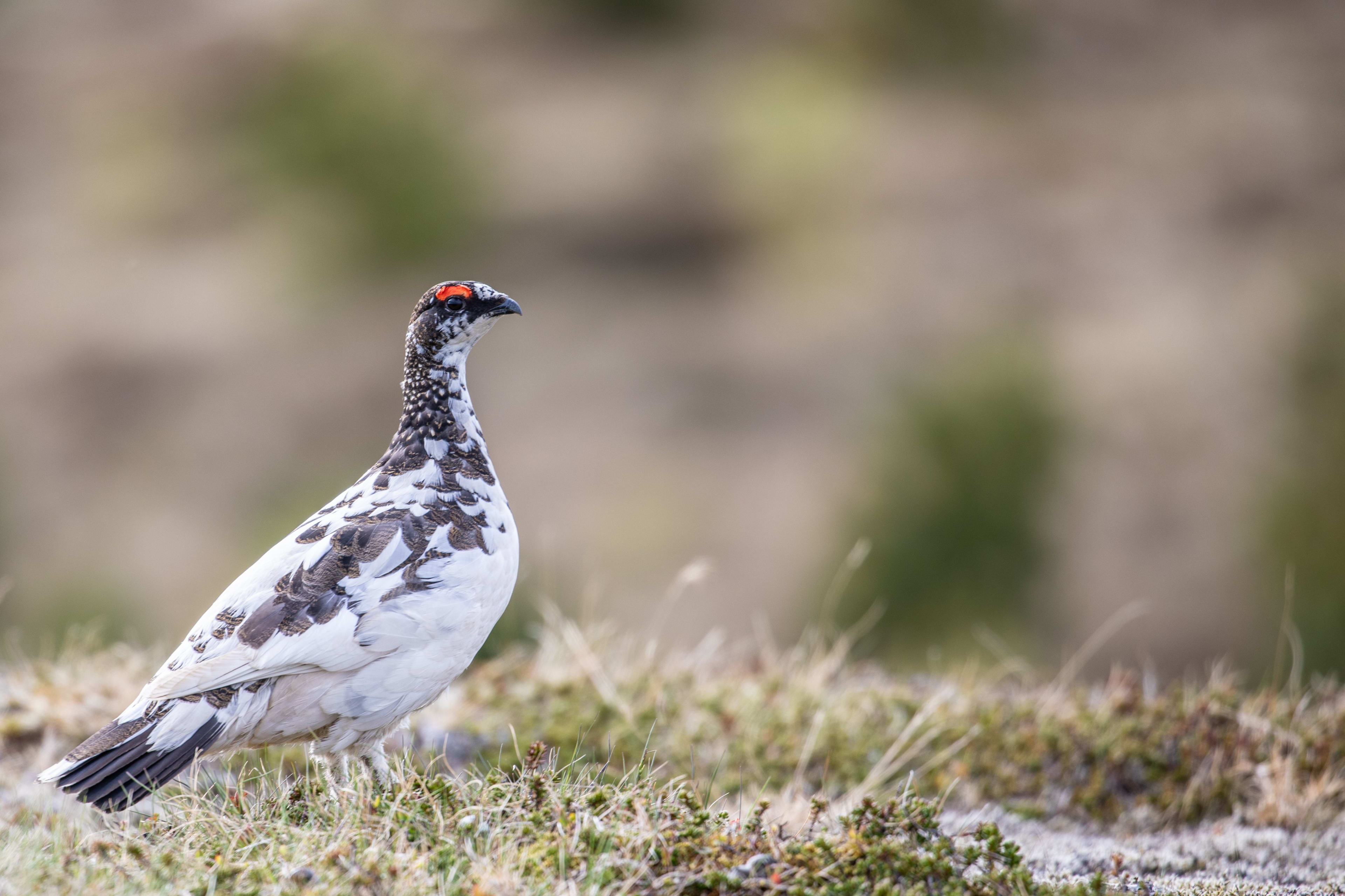 Rock ptarmigan1.jpg