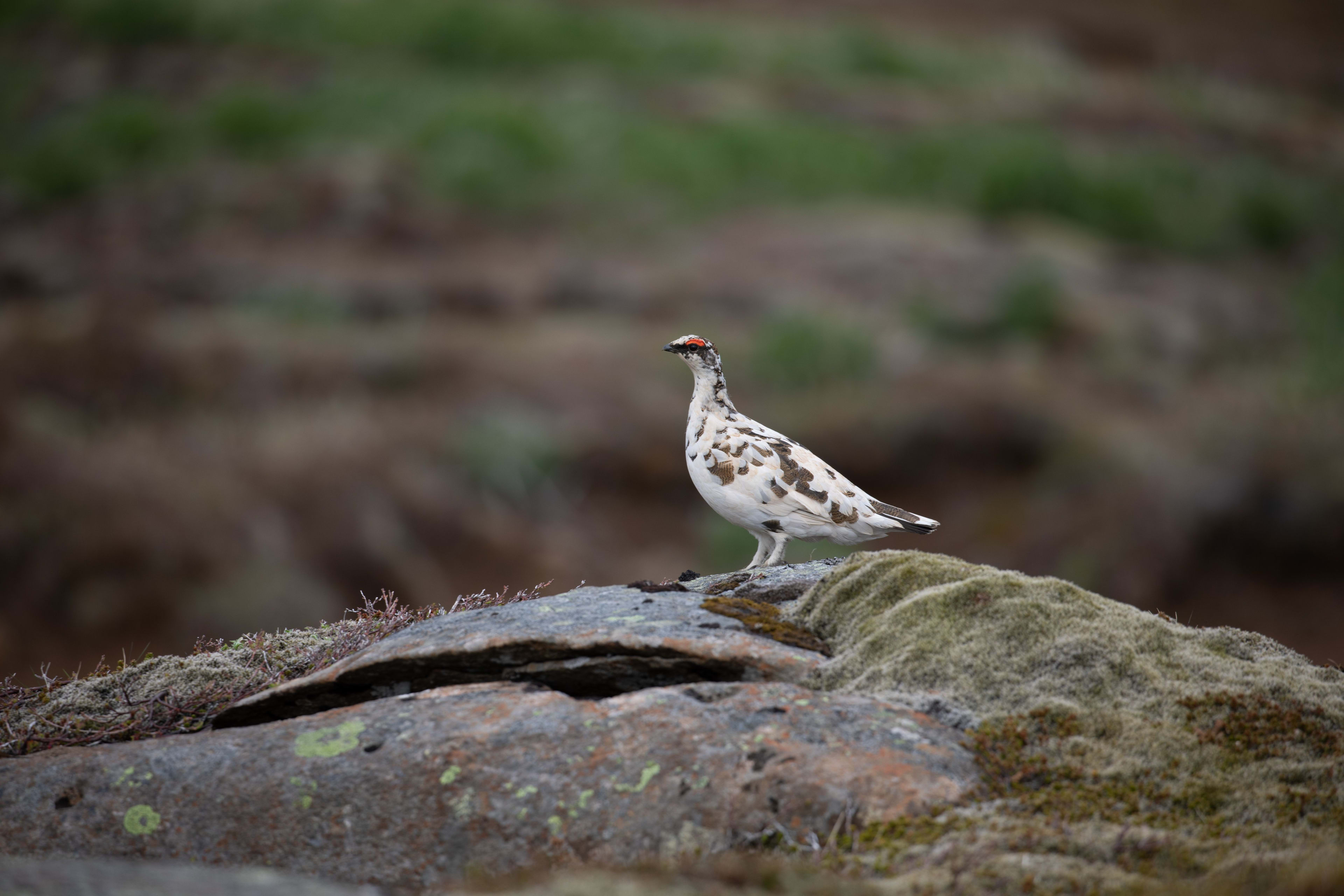 Rock ptarmigan3.jpg