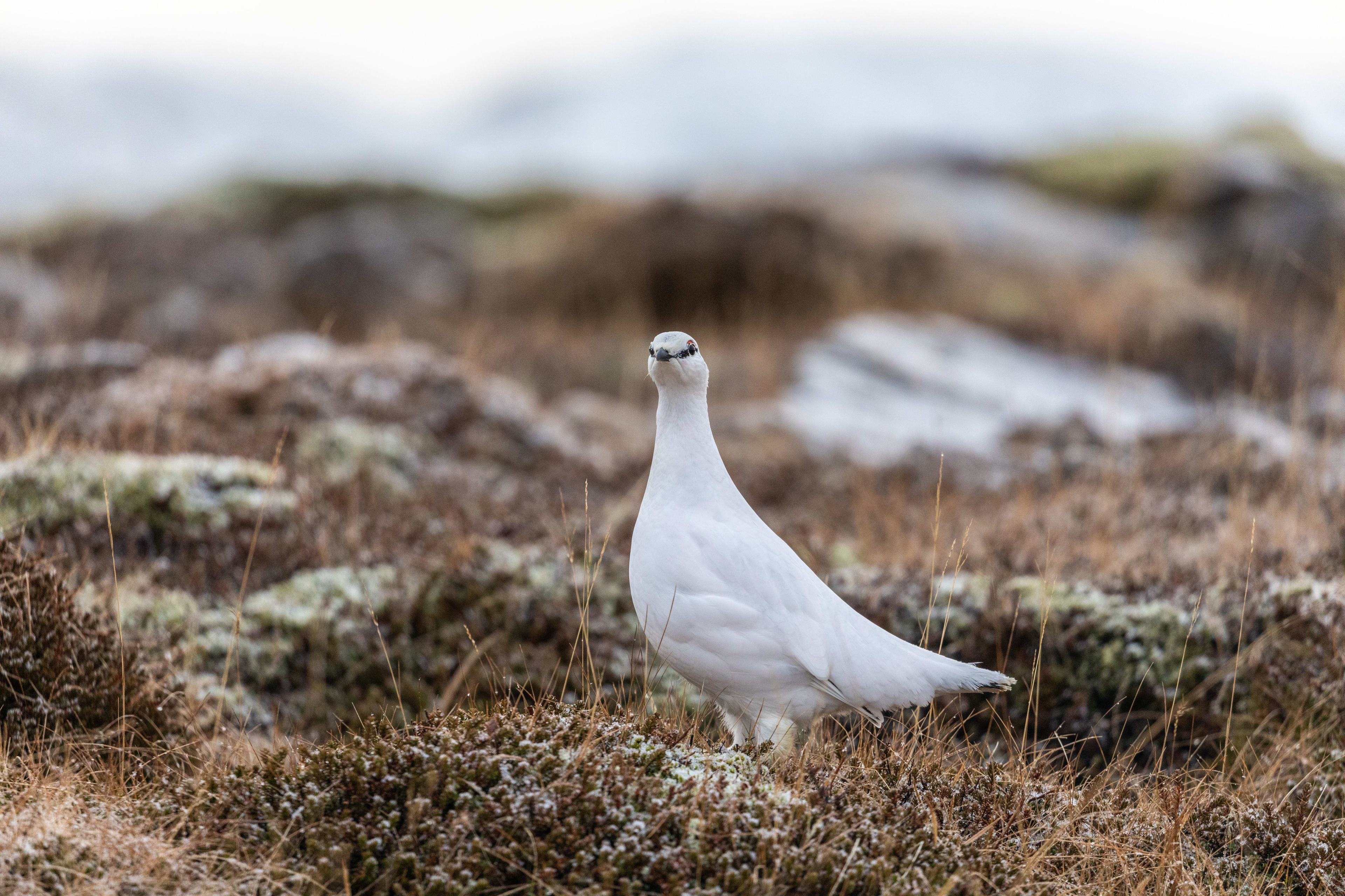 Rock ptarmigan4.jpg