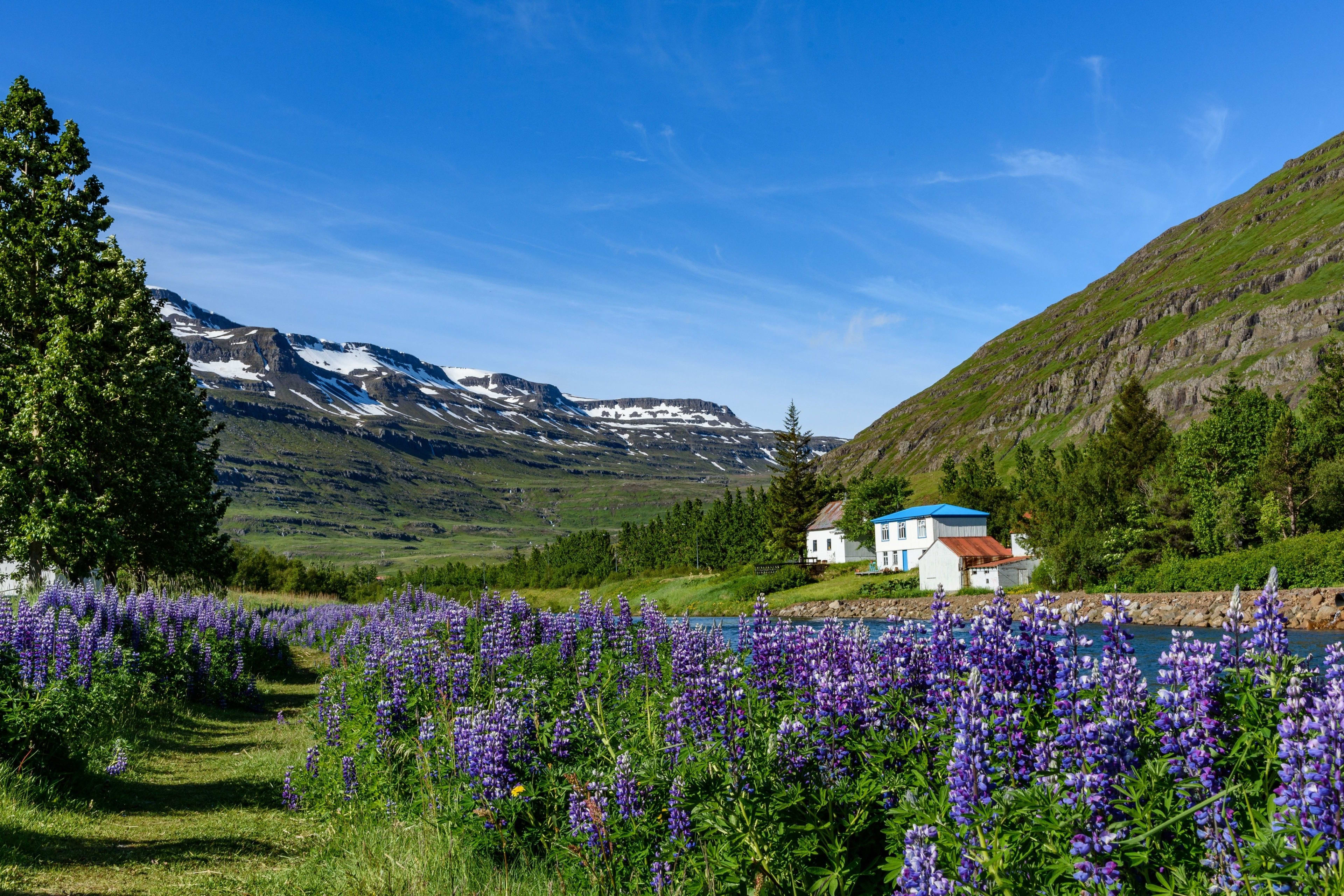 Seydisfjordur with lupins in summer