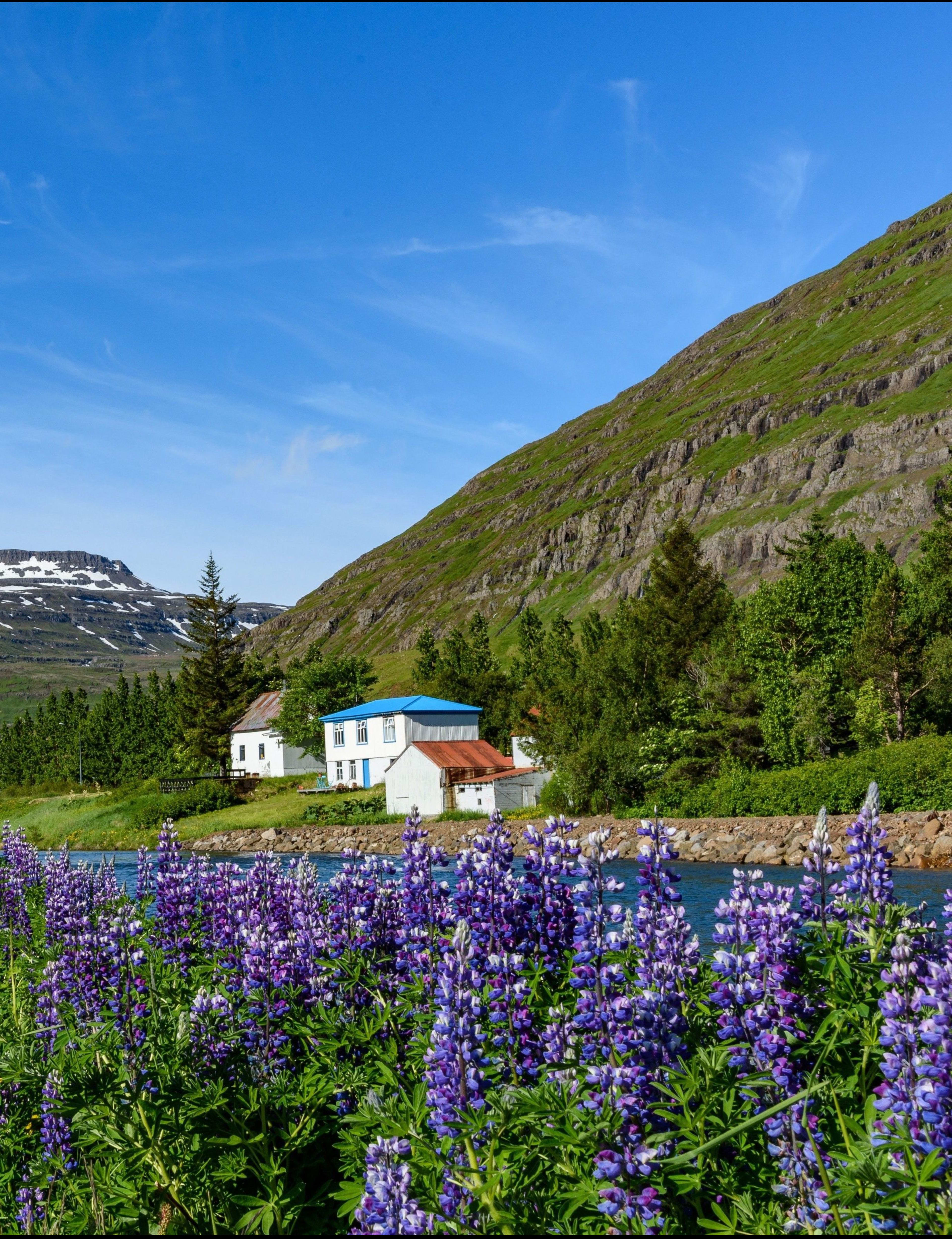 Seydisfjordur with lupins in summer