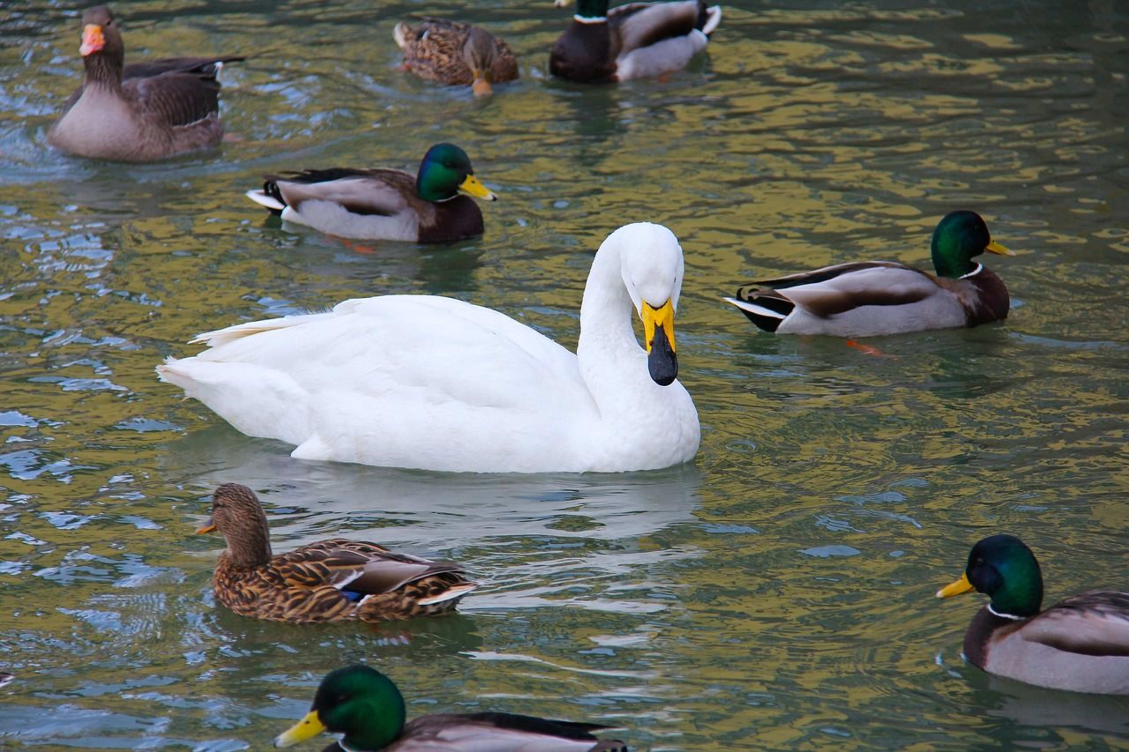 swan and ducks in Tjornin 
