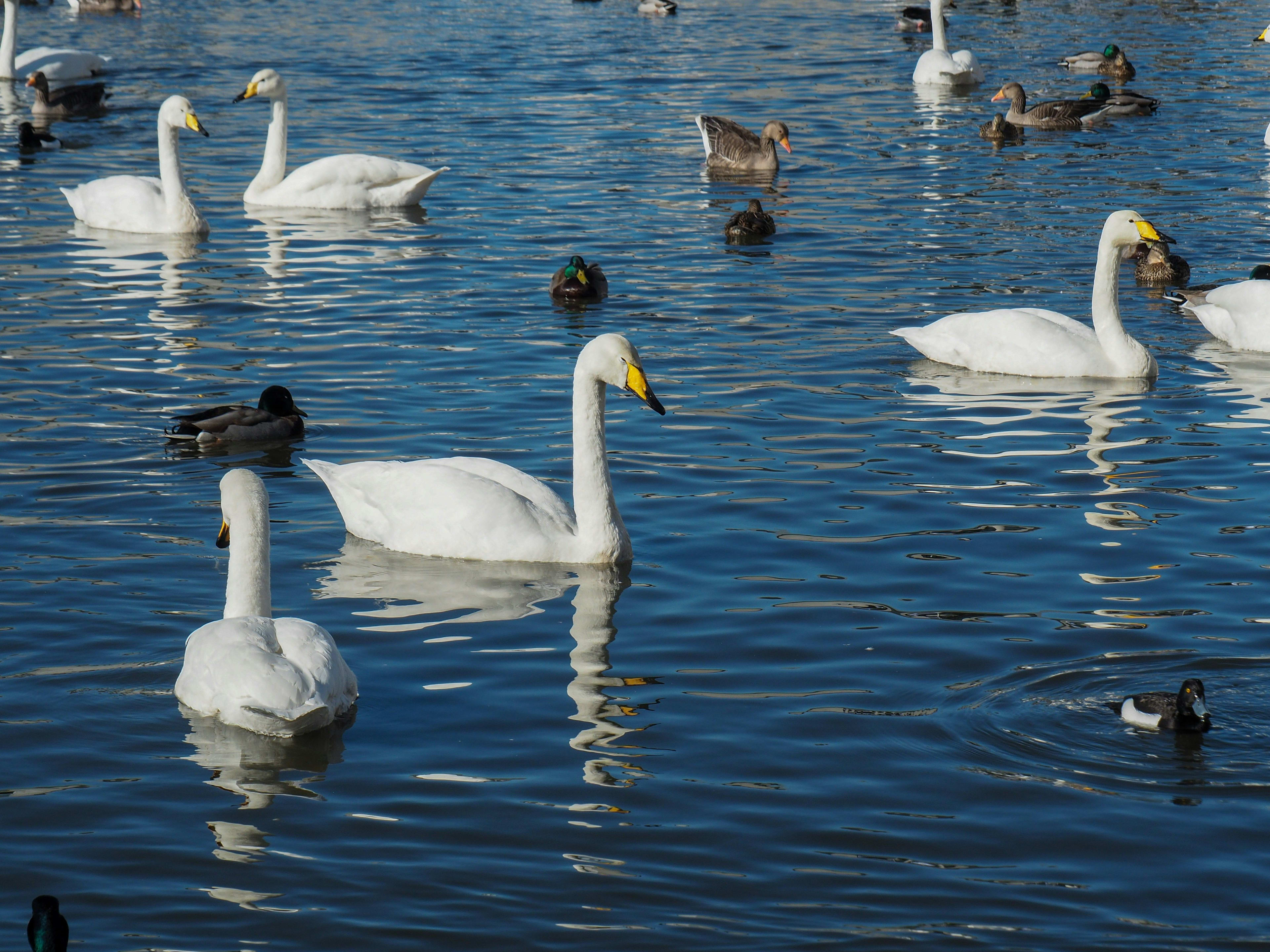 Tjornin Pond Reykjavik and Birds