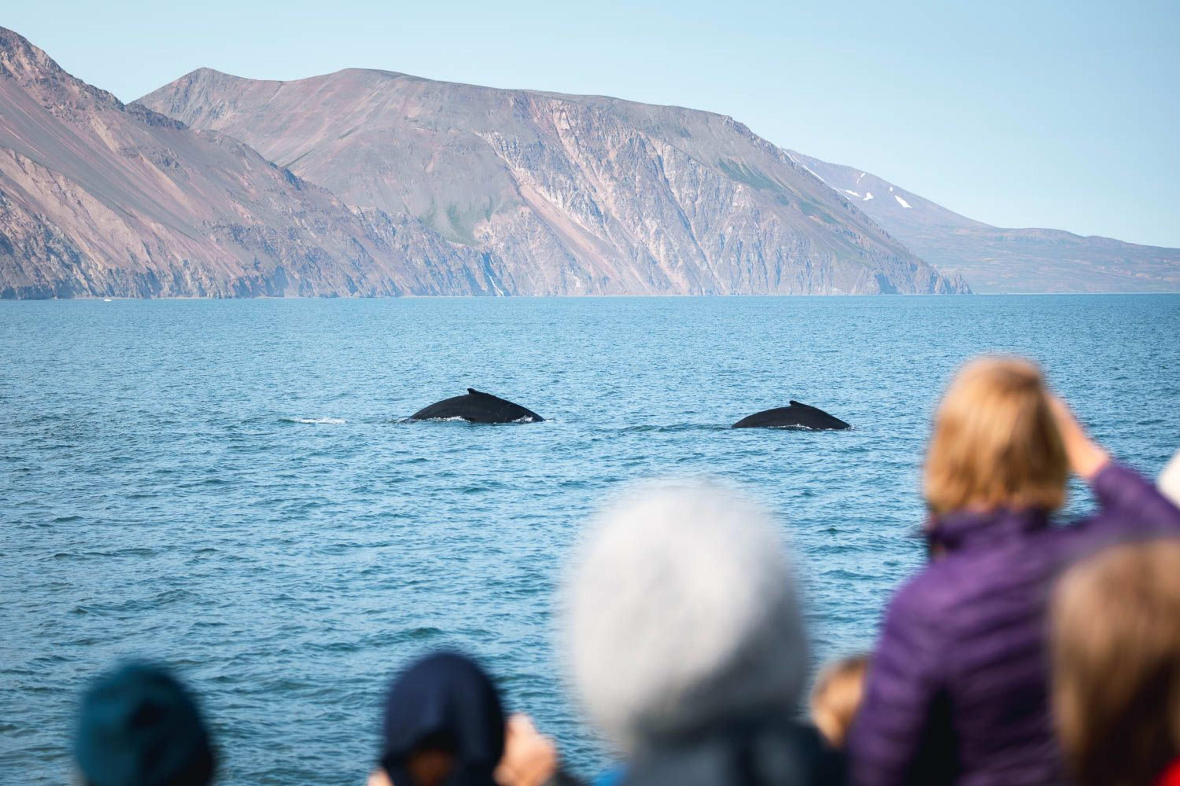 classic husavik humpback whales watching