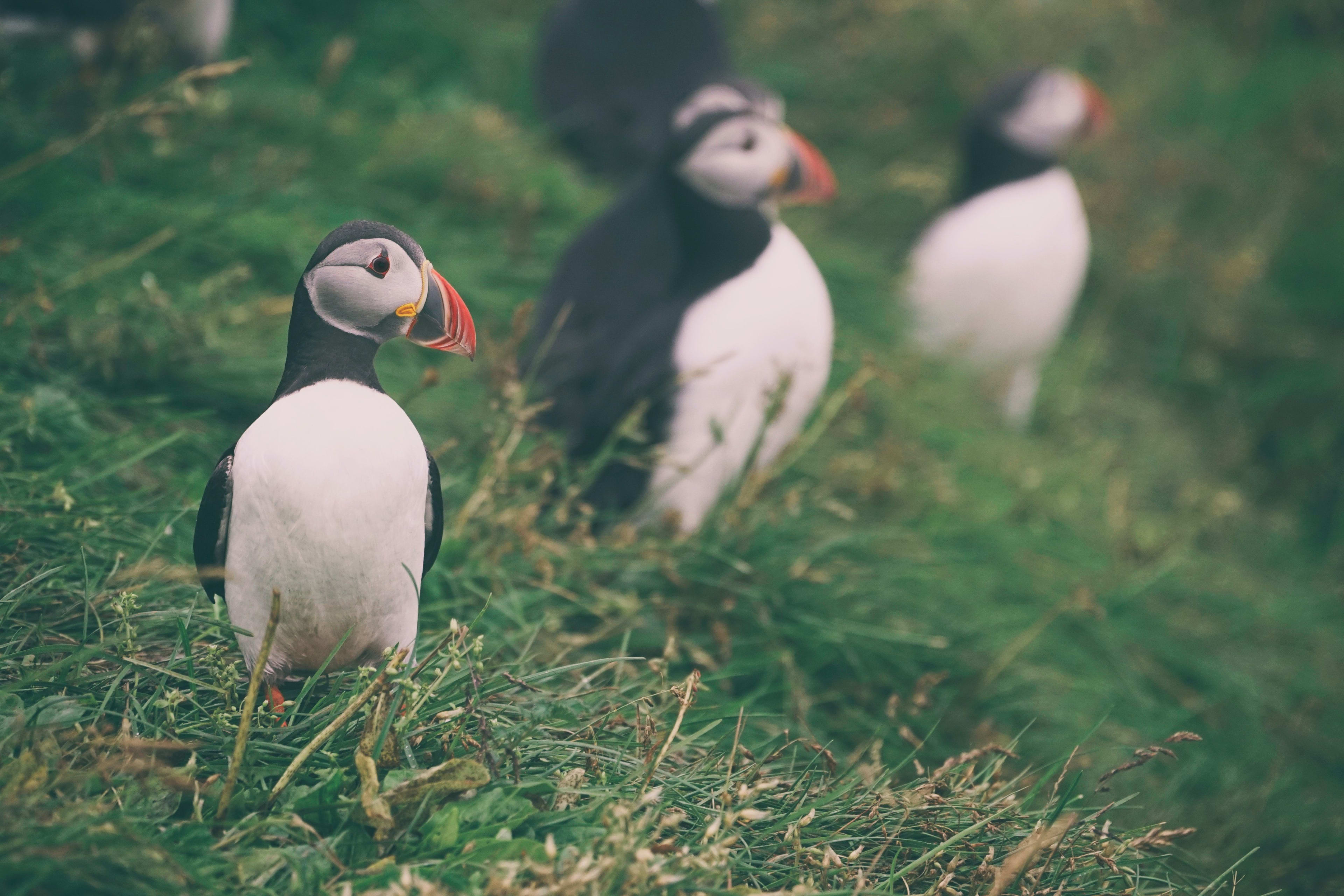 puffins on Vestmannaeyjar