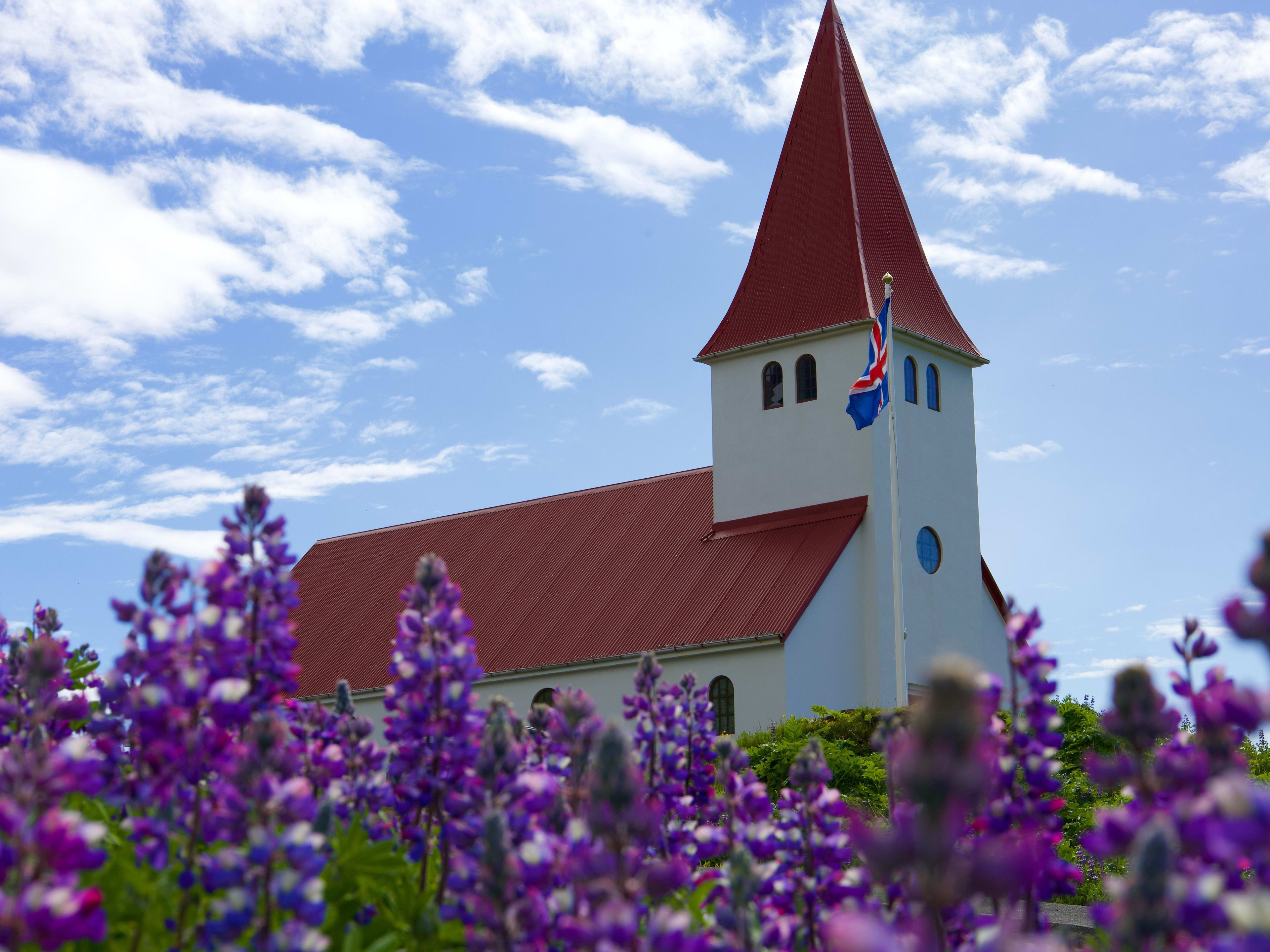 red vik church surrounded by lupins in summer