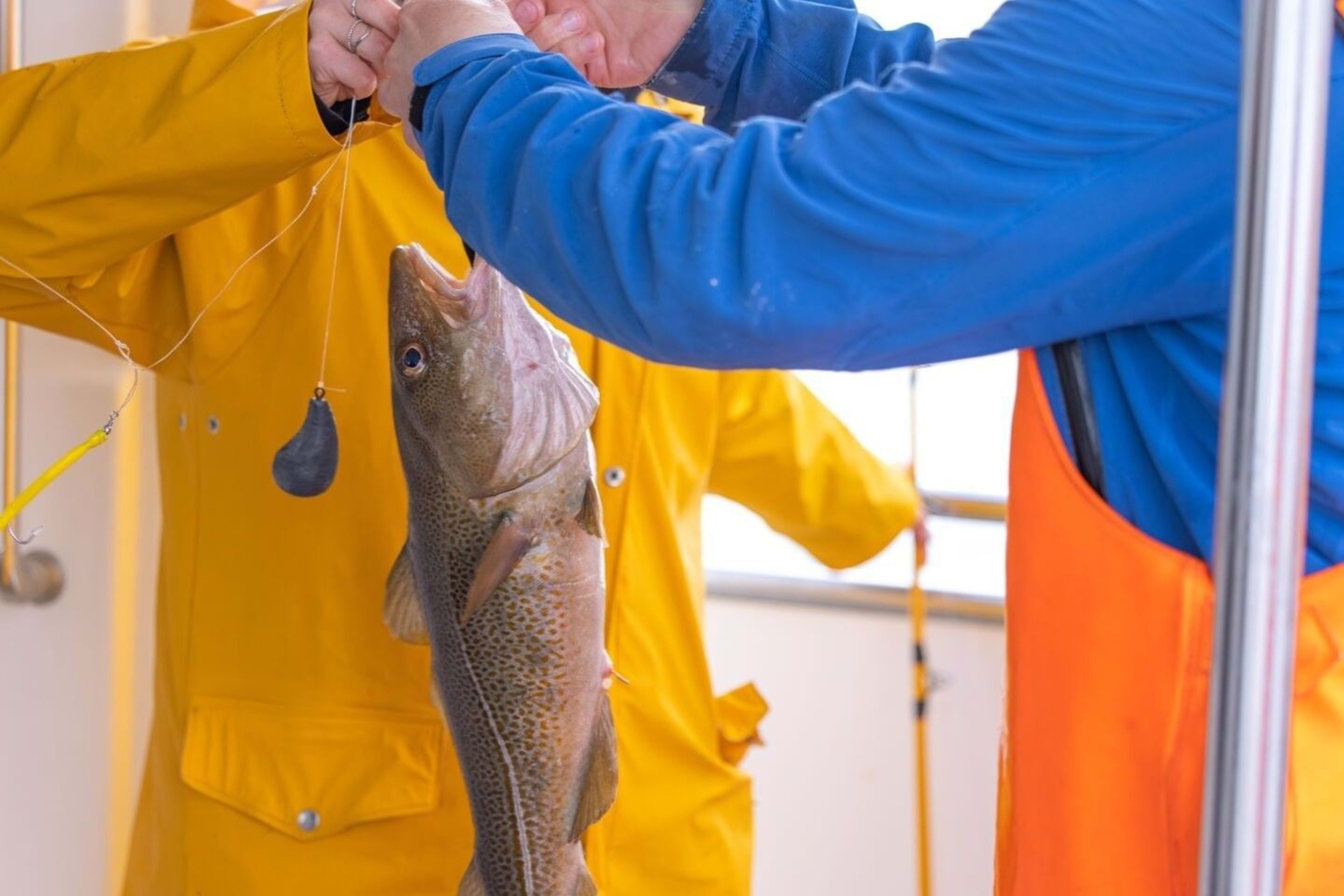 fish catching through icelandic sea angling