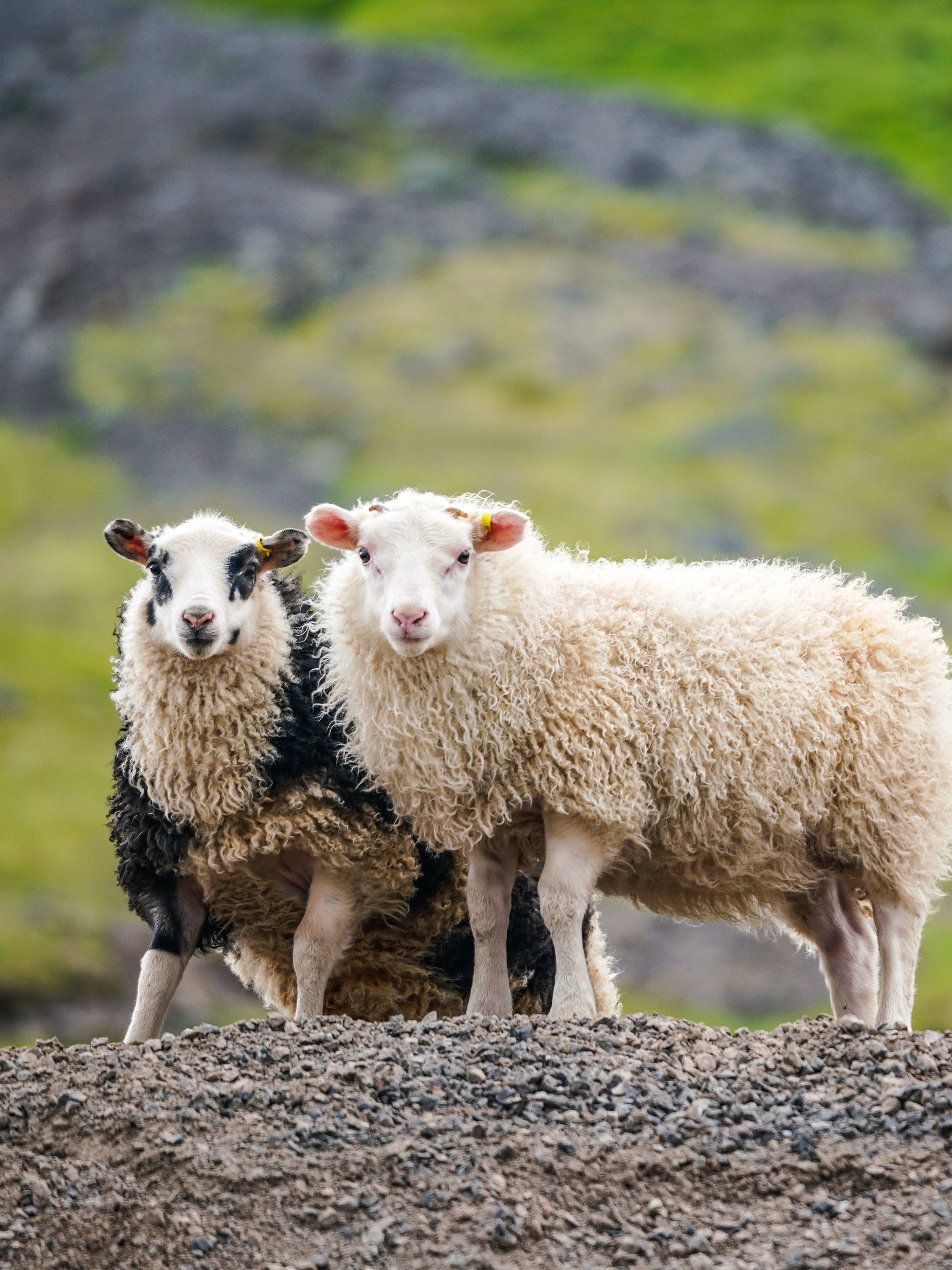 icelandic sheep