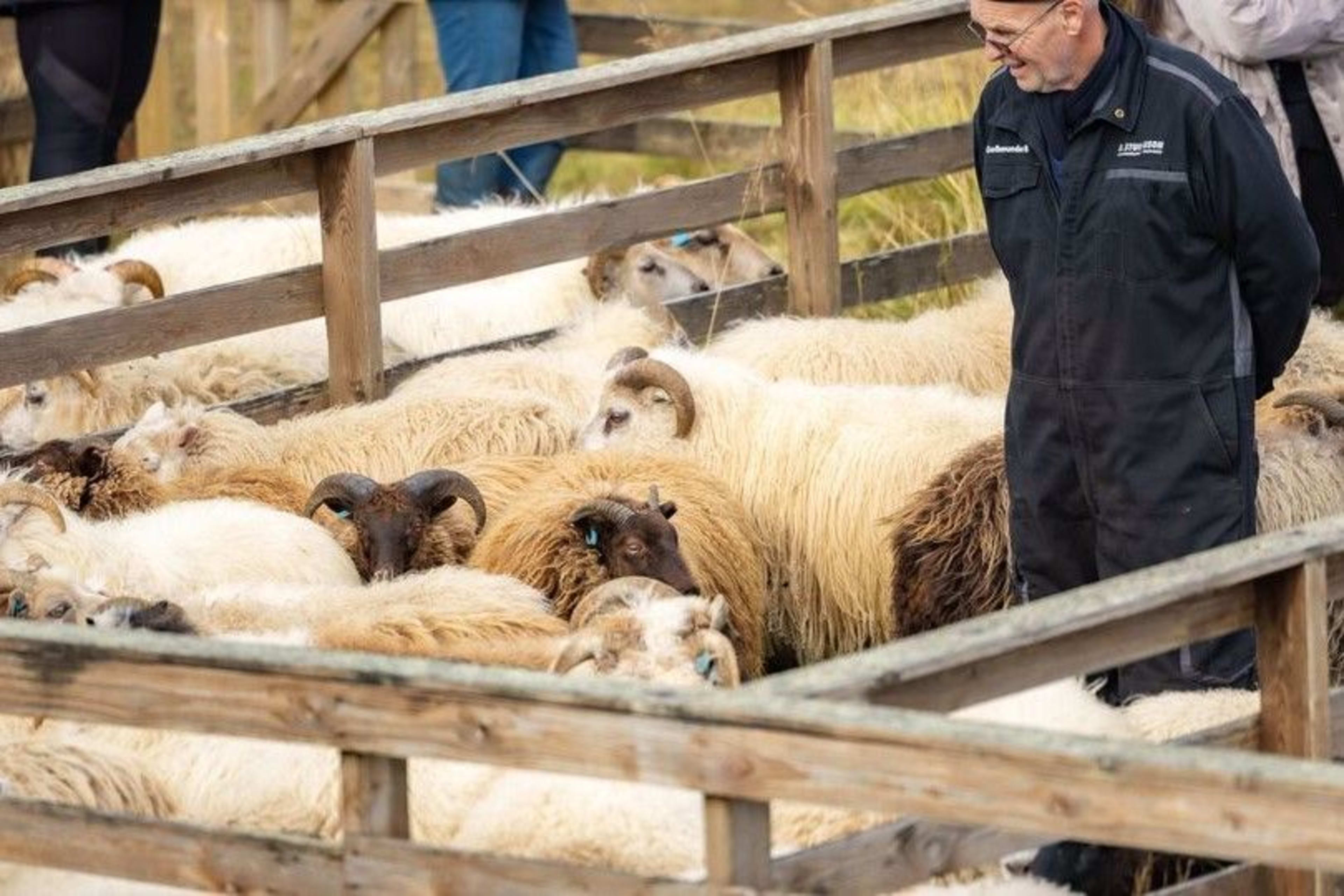 icelandic sheep rettir festival