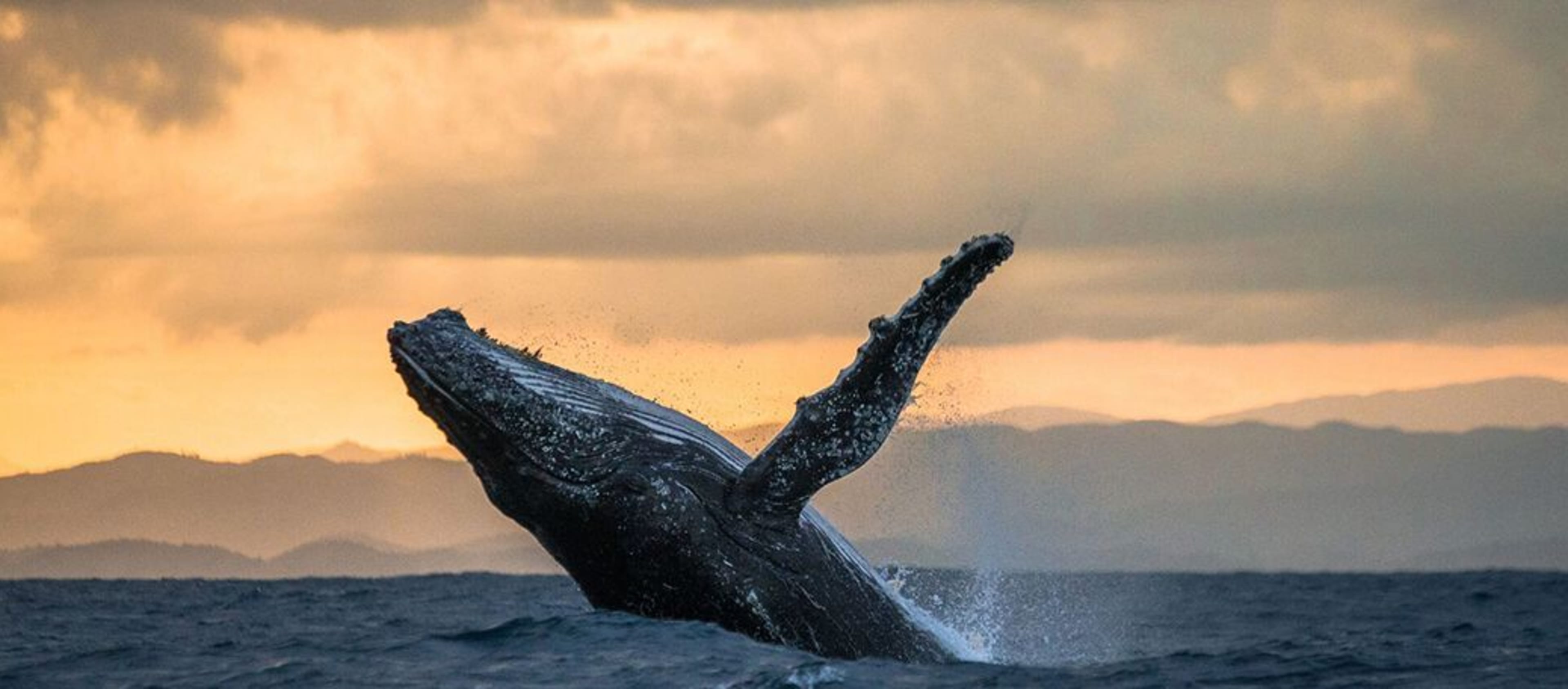 whale at the sunset