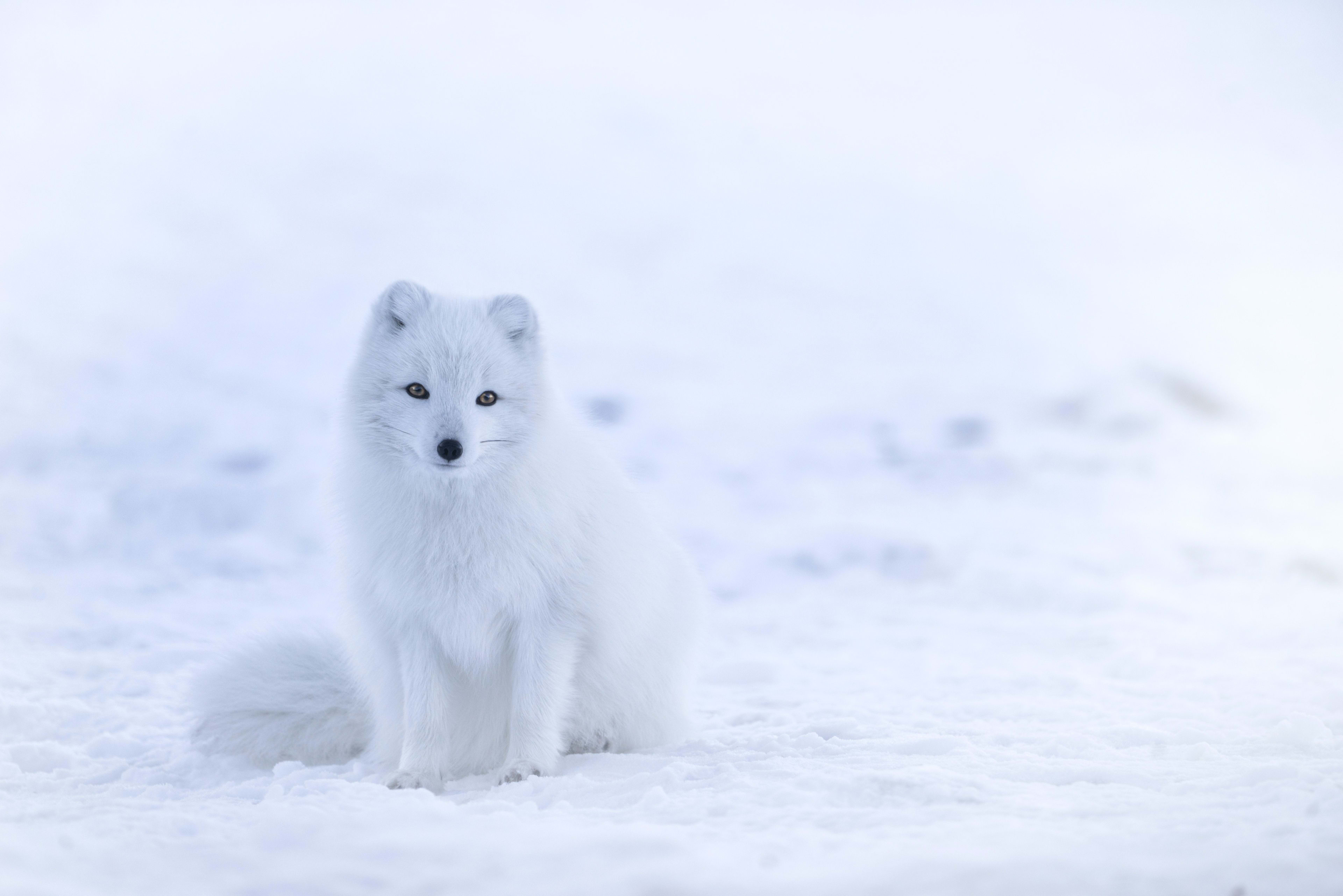 arctic fox in winter