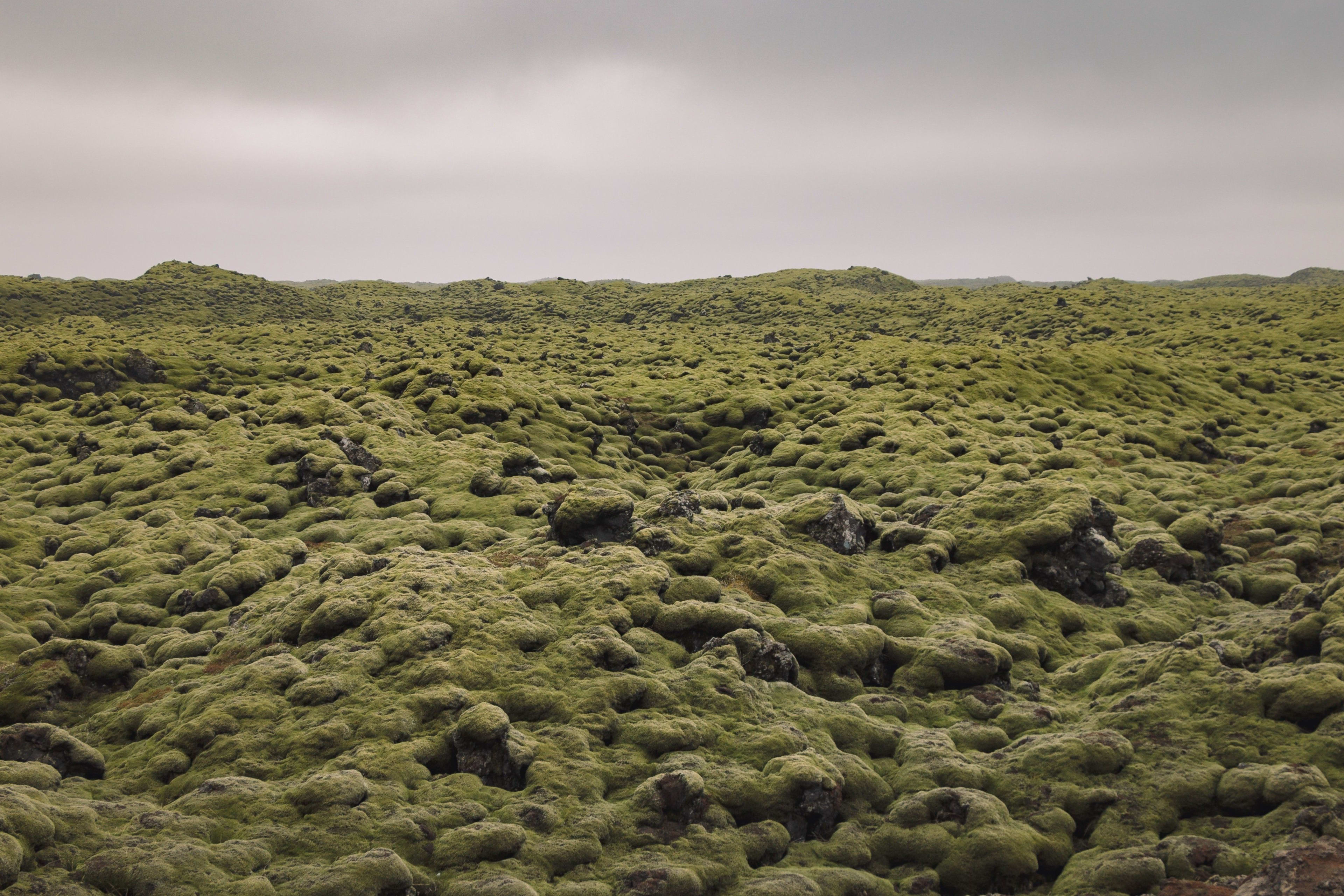 tundras of iceland