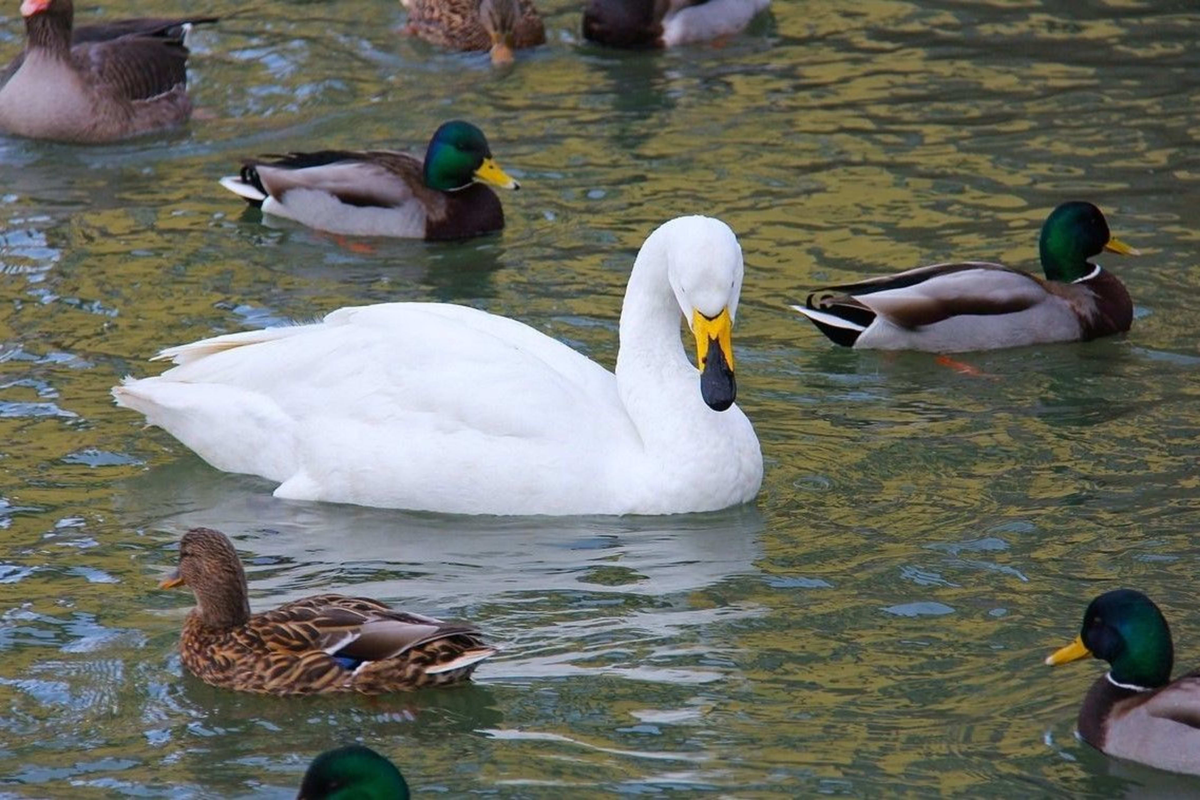 ducks and swan in trjonin