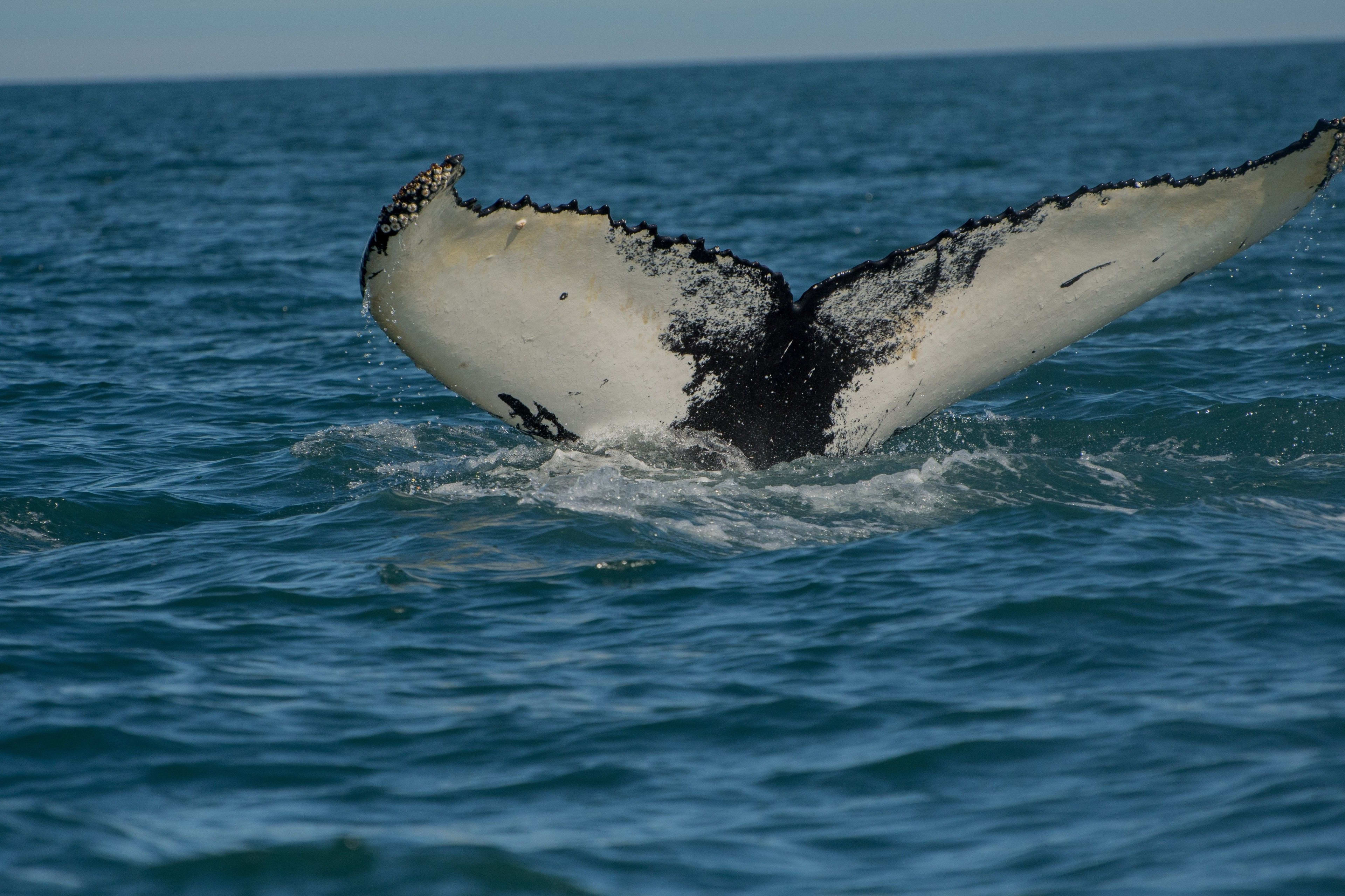 whale jumping into the iceland sea