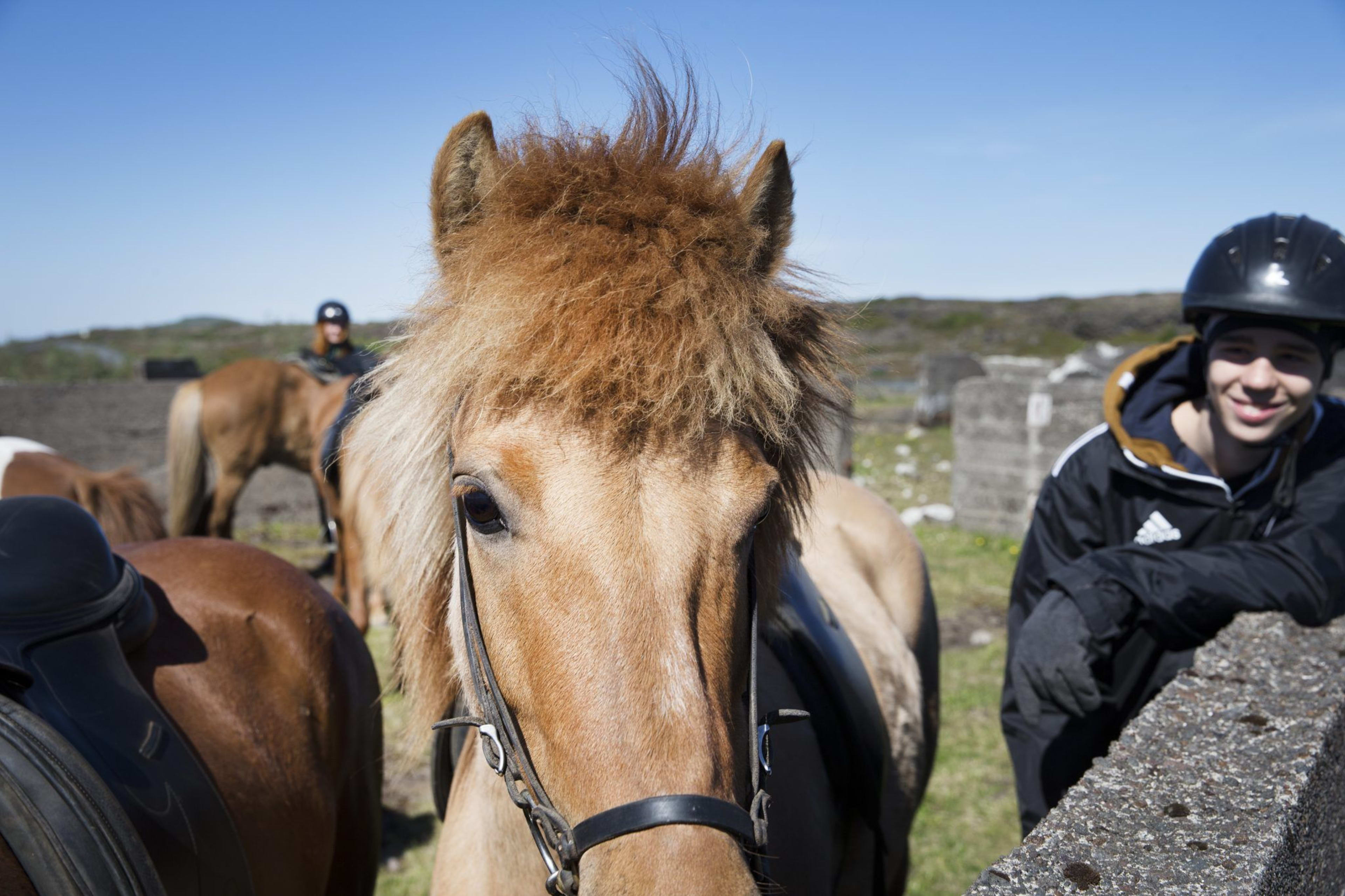 viking style icelandic horse riding