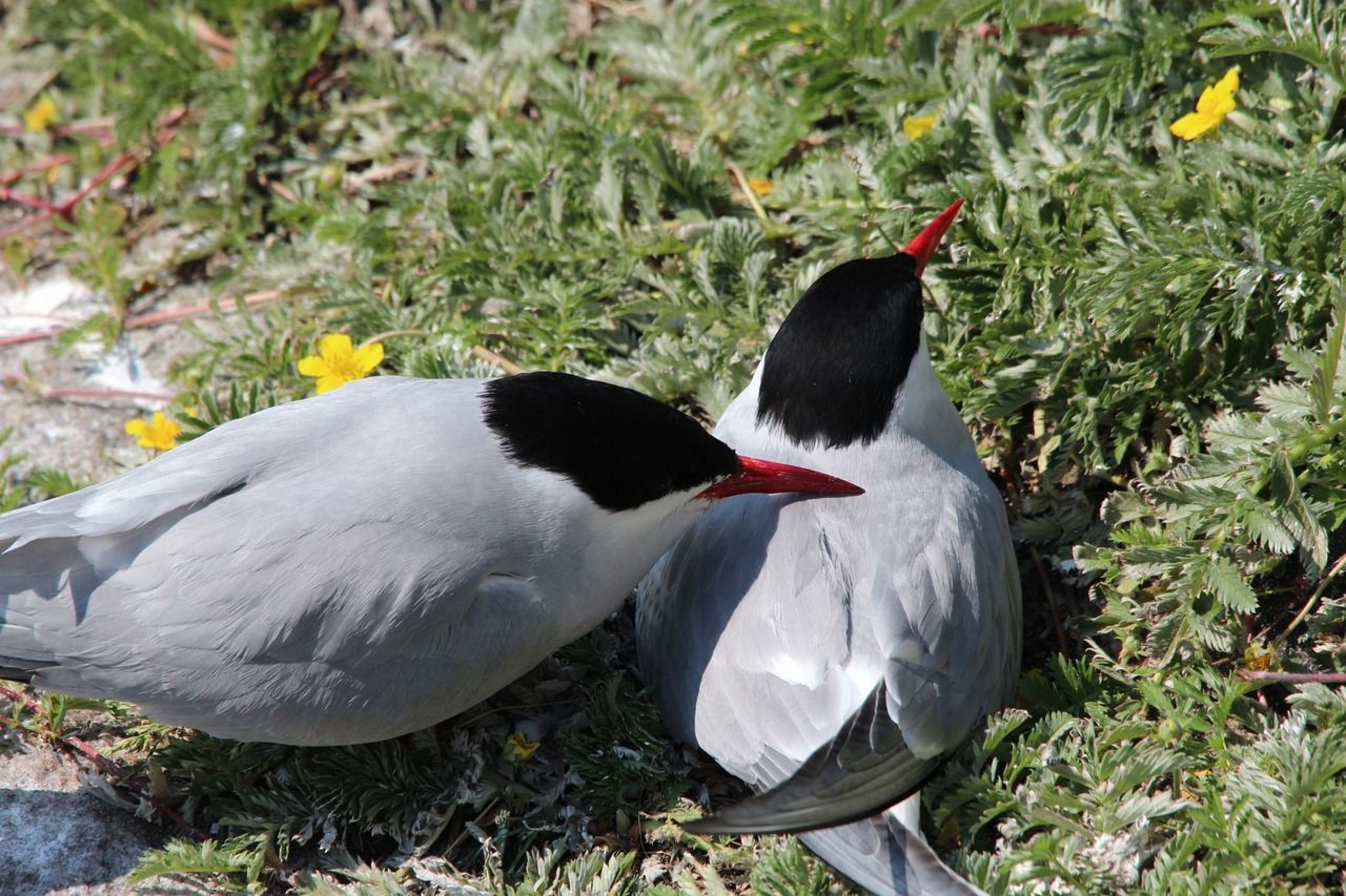 arctic tern1.jpg