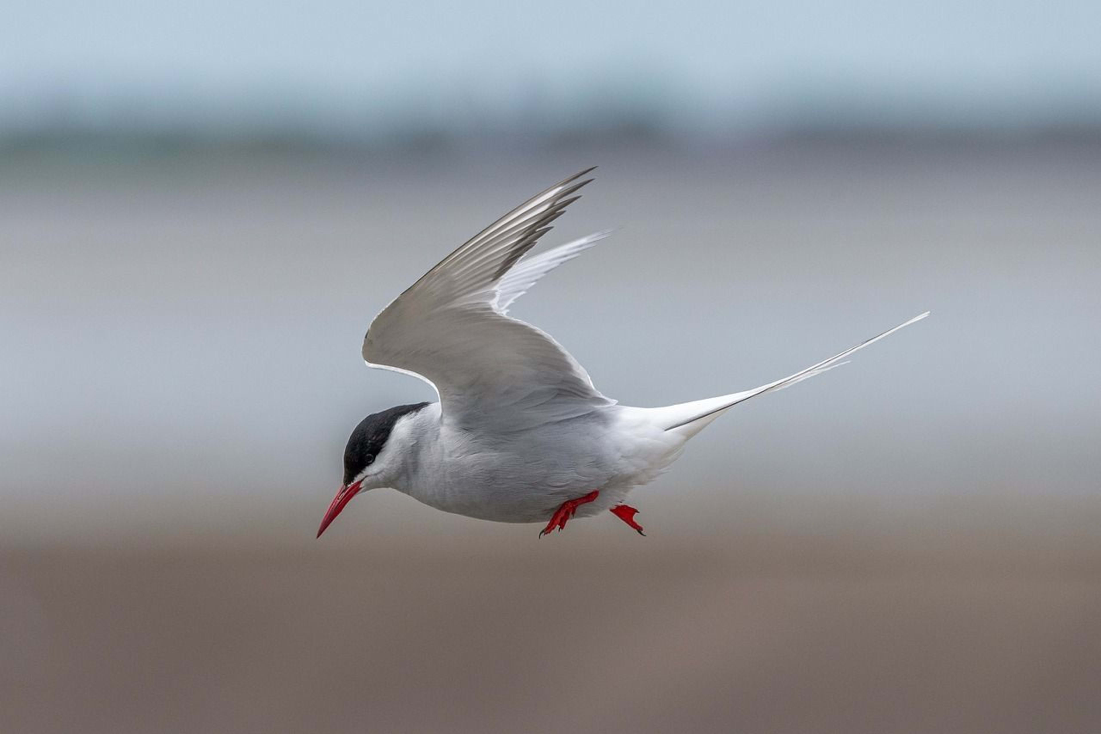 arctic tern.jpg